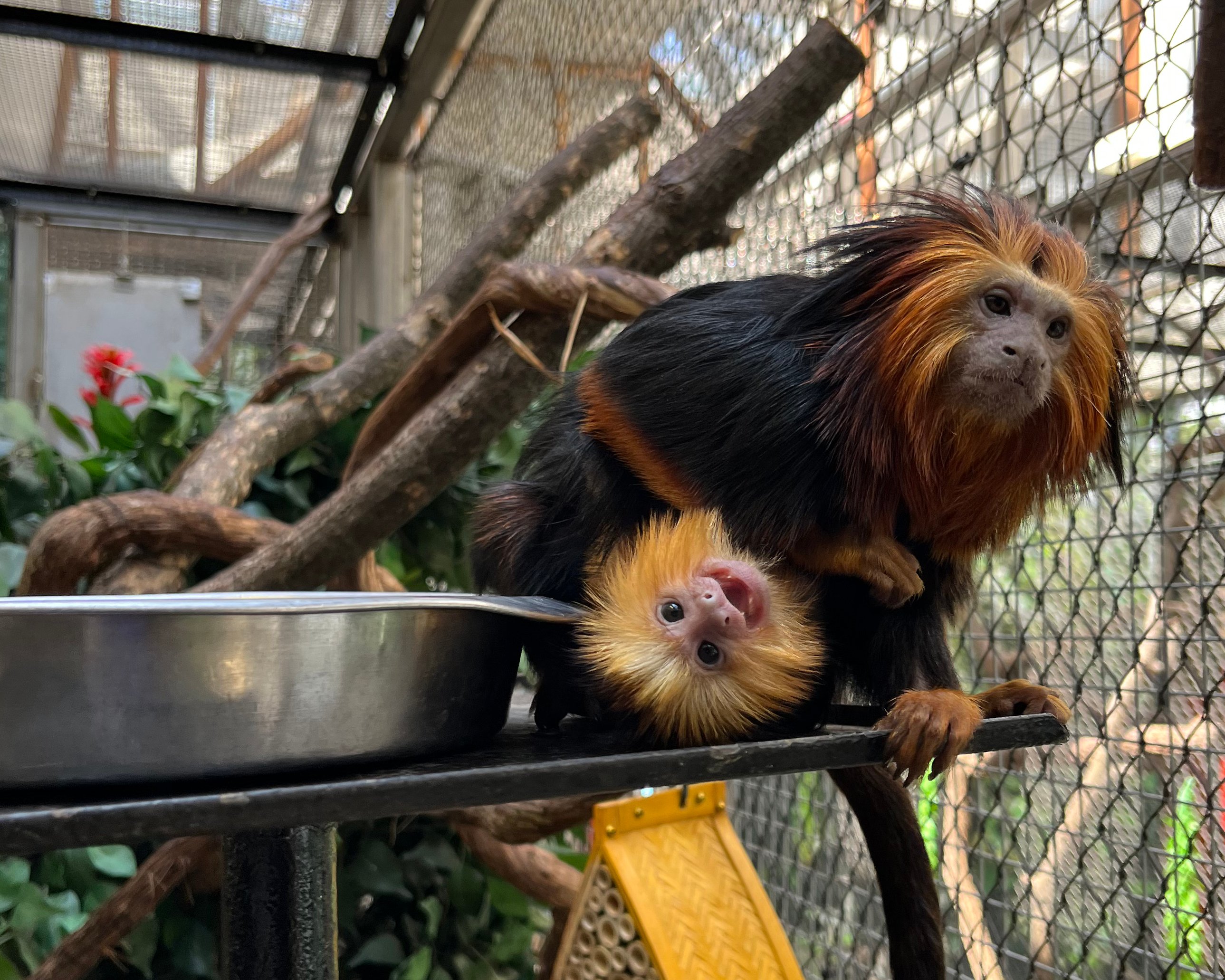 Zoo's Historic Newborn Tamarin Twins Cling to Mom, Doing What Healthy  Babies Do, At the Smithsonian