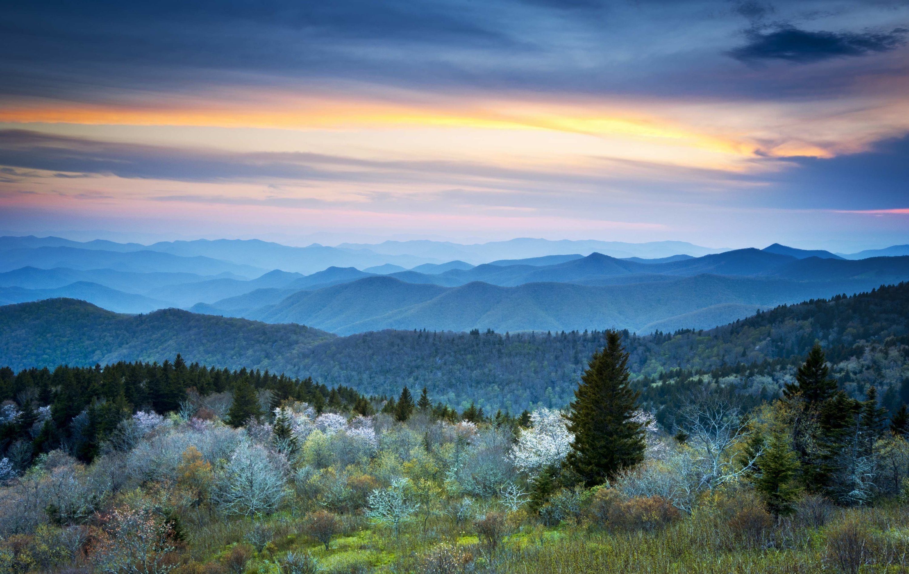 BlueHourBlossoms_DaveAllen - Washingtonian