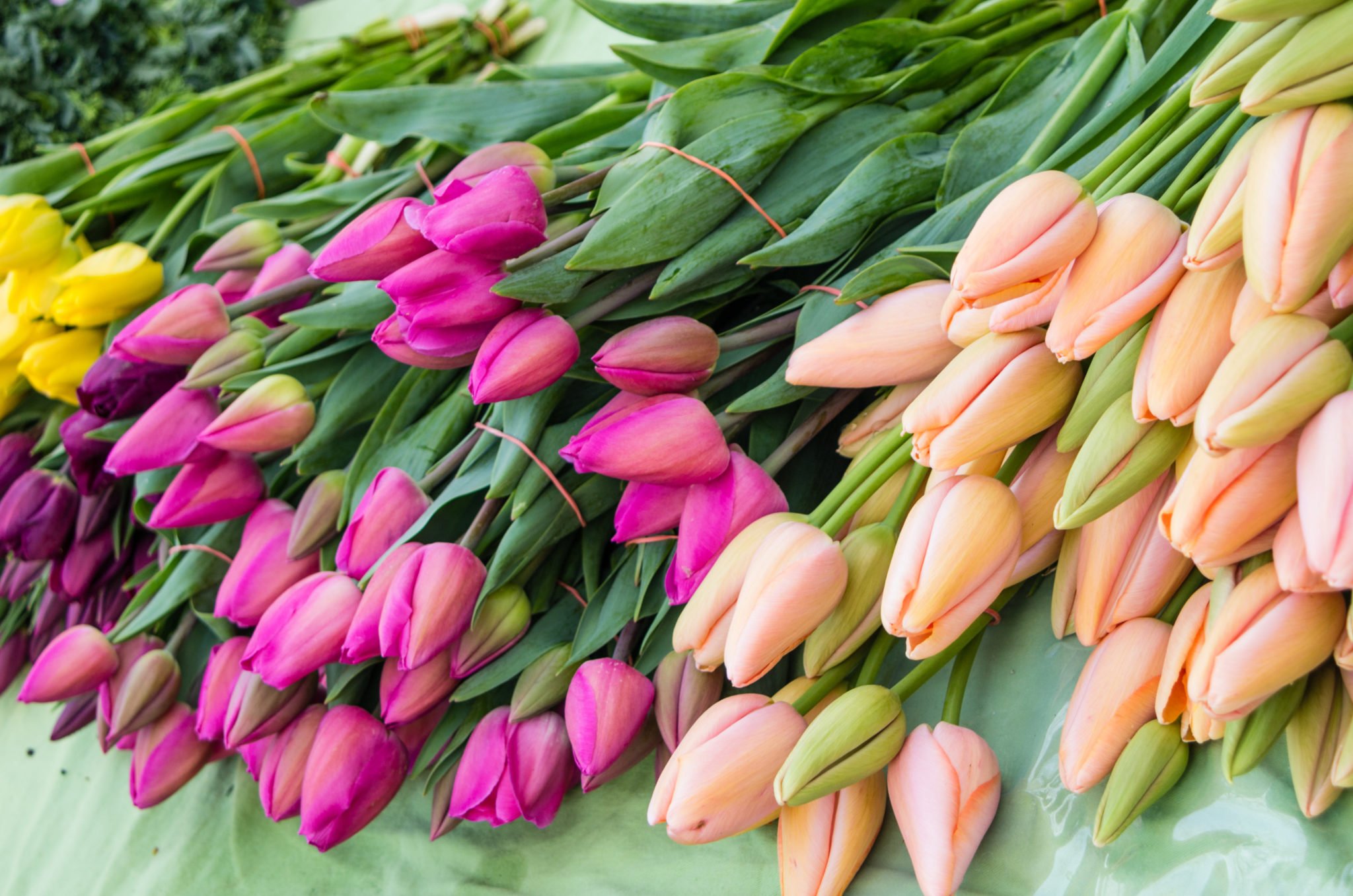 Colorful tulip flowers on display at the farmers market.