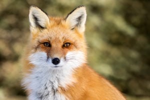 Troublesome Fox Caught at US Capitol