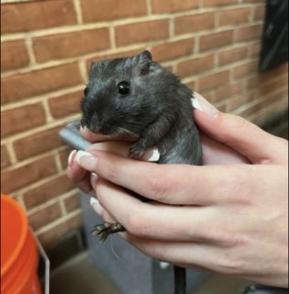 Canines and cats too tame? Try these adoptable wild pets in DC 85 Gerbil