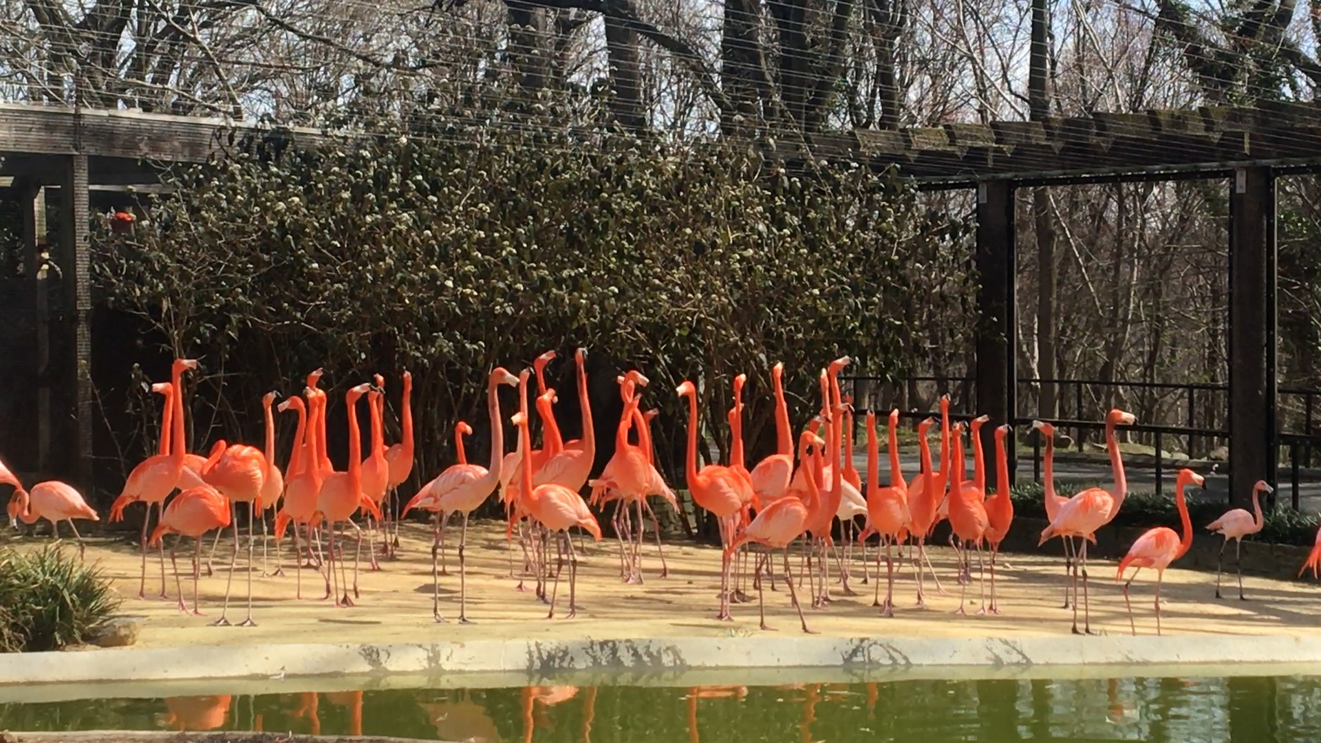 flamingo.00_00_00_21.still001 - Washingtonian