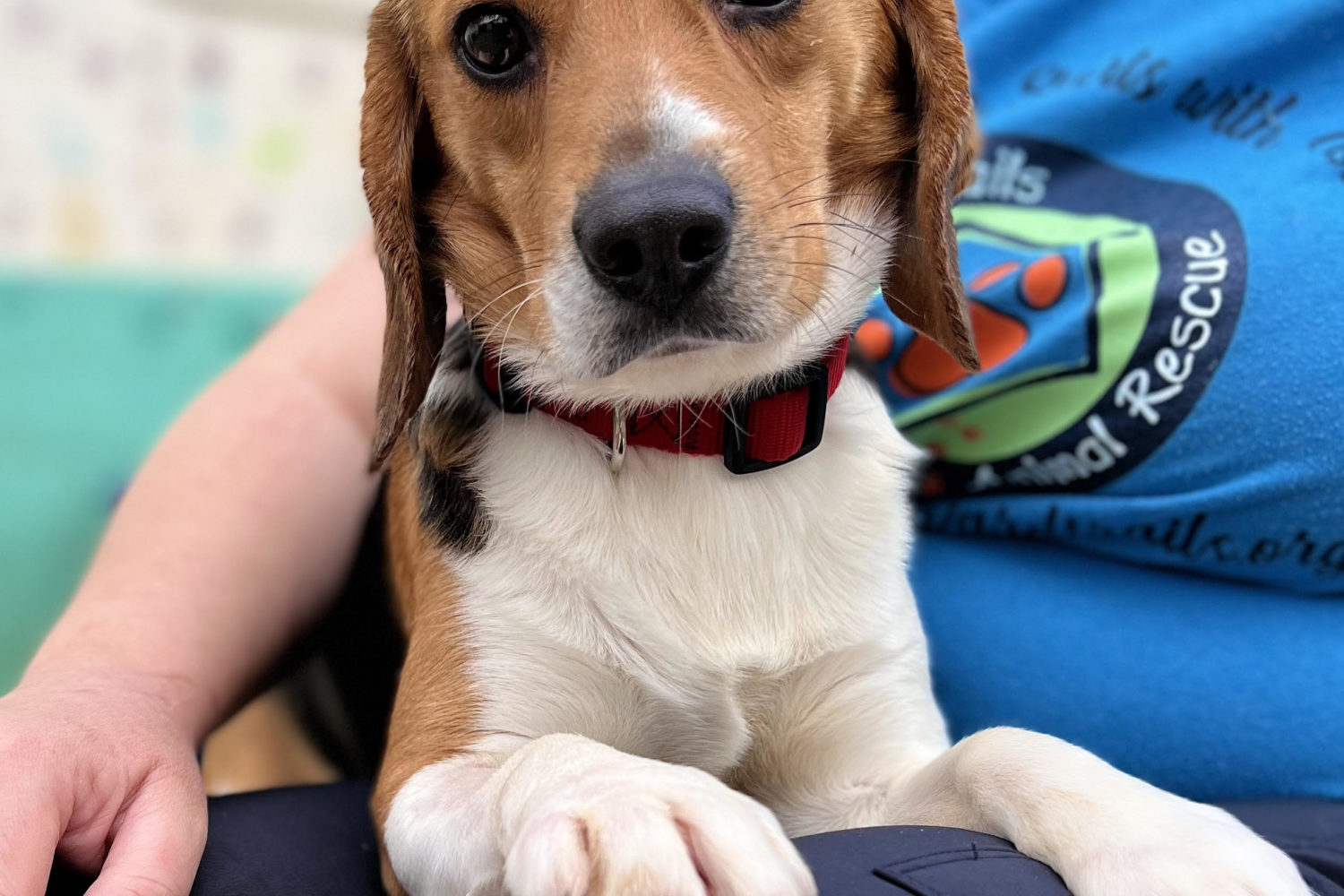 One of the beagles rescued from the Envigo research and breeding facility in Cumberland, Virginia. Photo courtesy of Homeward Trails/Sue Bell.