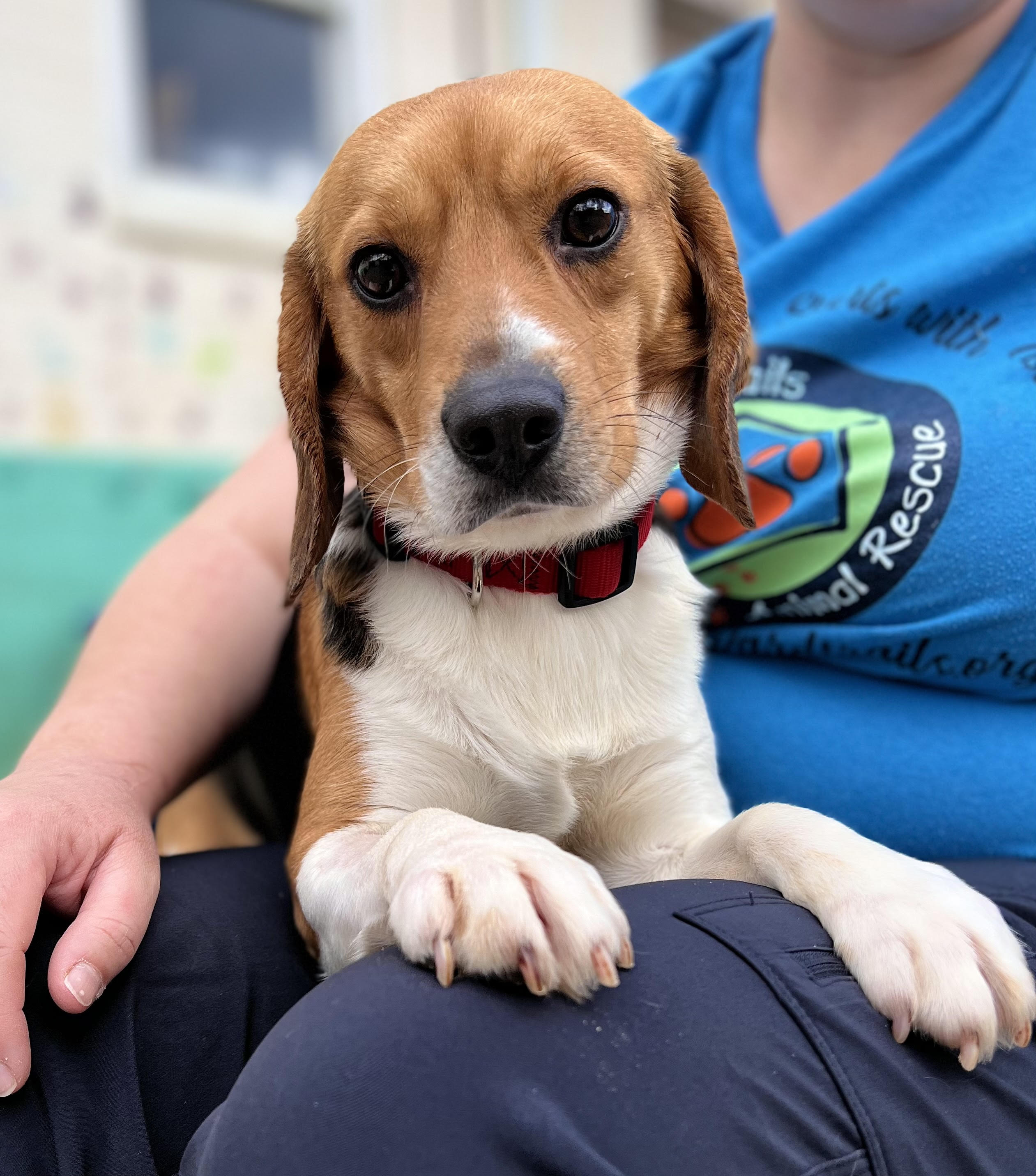 One of the beagles rescued from the Envigo research and breeding facility in Cumberland, Virginia. Photo courtesy of Homeward Trails/Sue Bell.