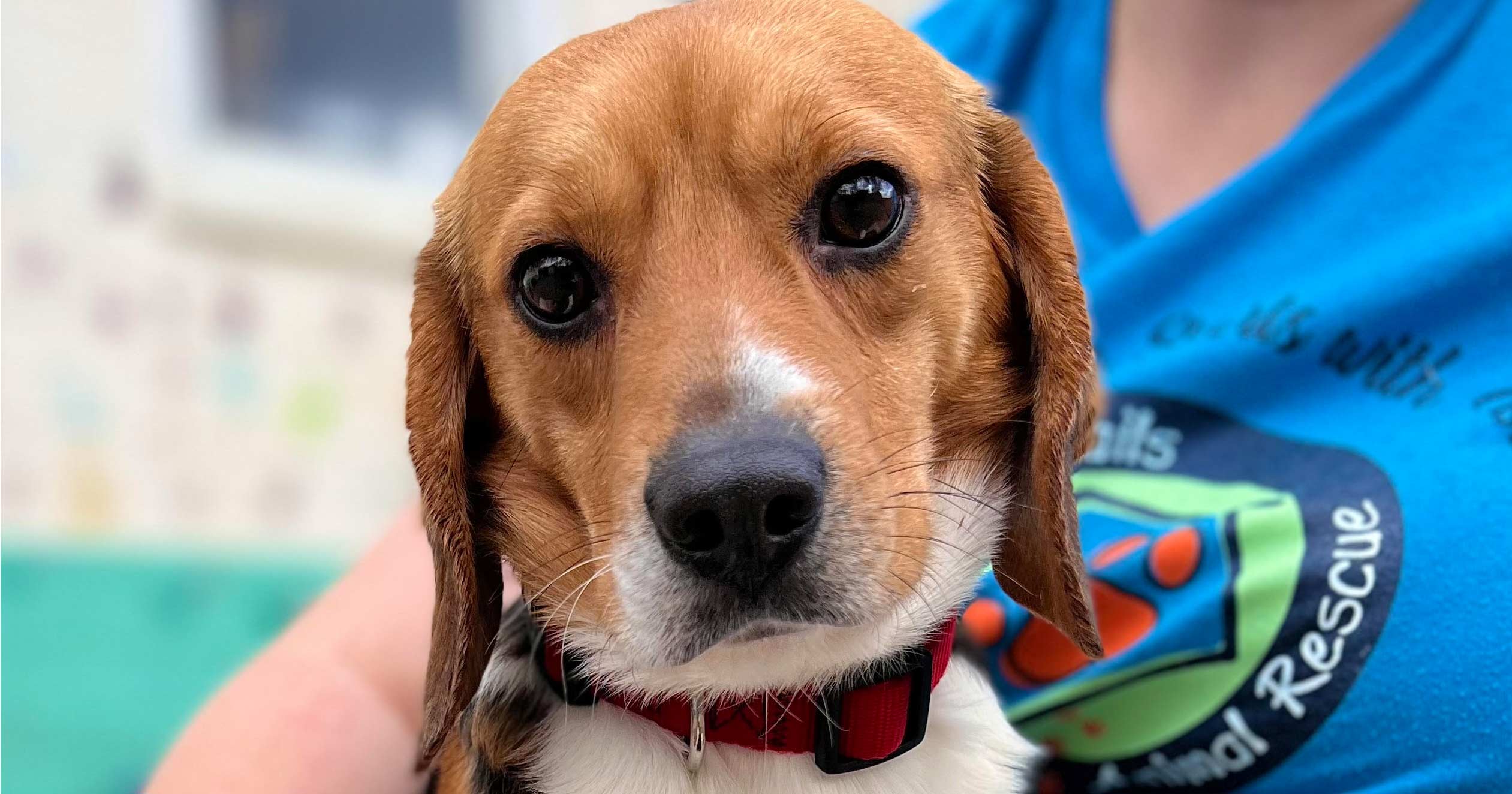 Hundreds of Rescued Beagles May Find Fur-ever Homes in the DC Area