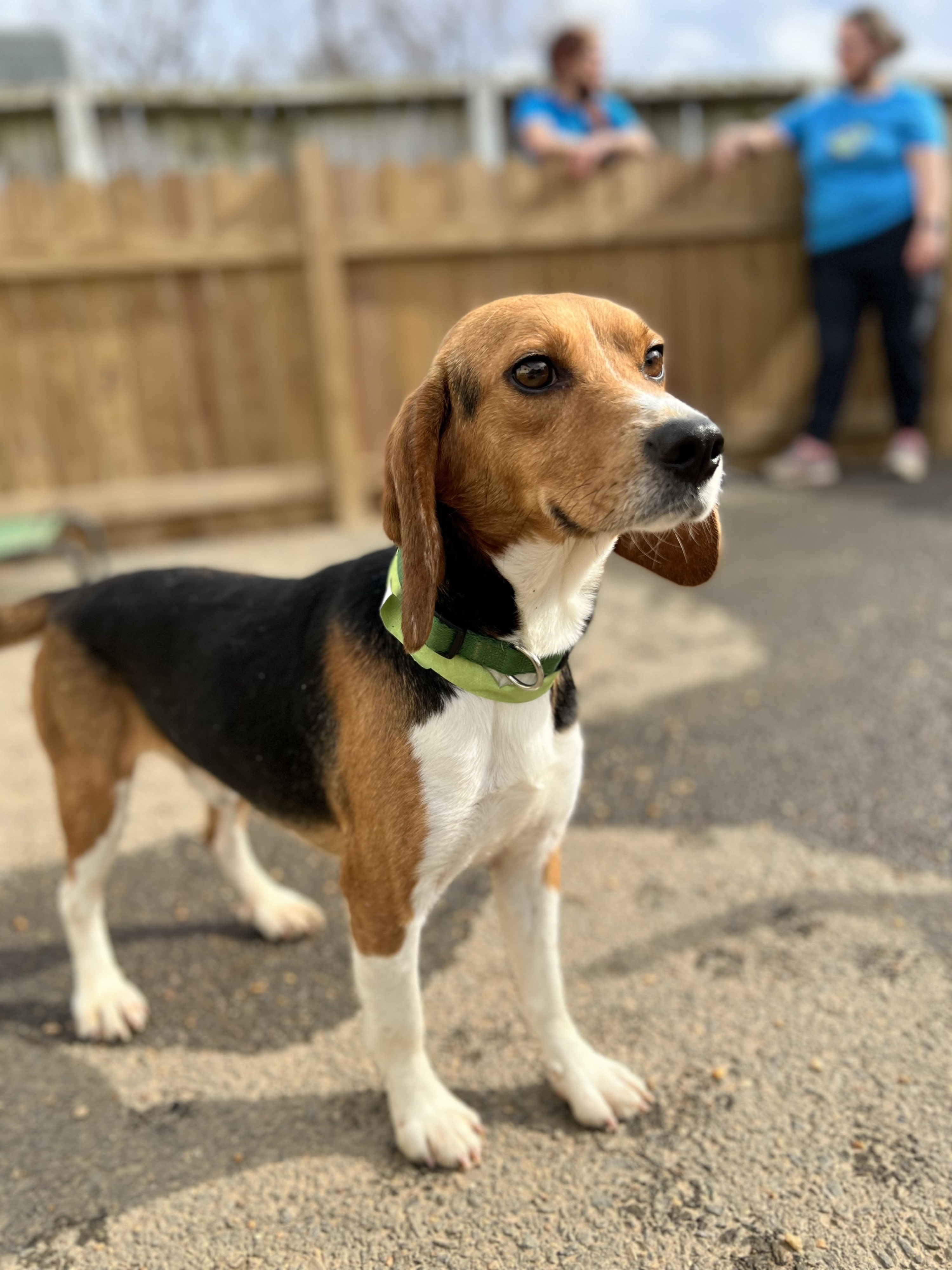 Beagle look - Washingtonian