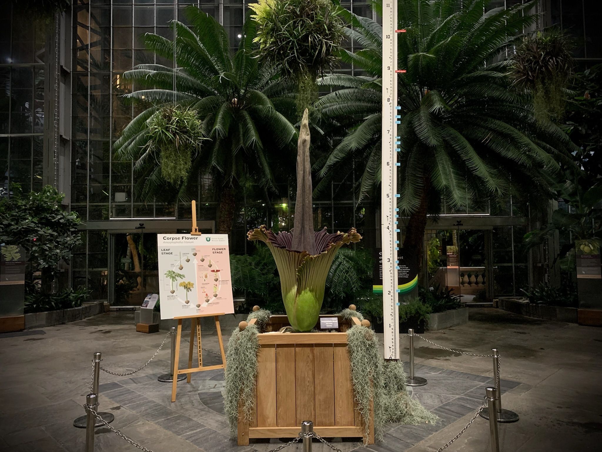 Corpse Flower Blooms at US Botanical Garden