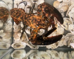 RIP Freckles, the Calico Lobster