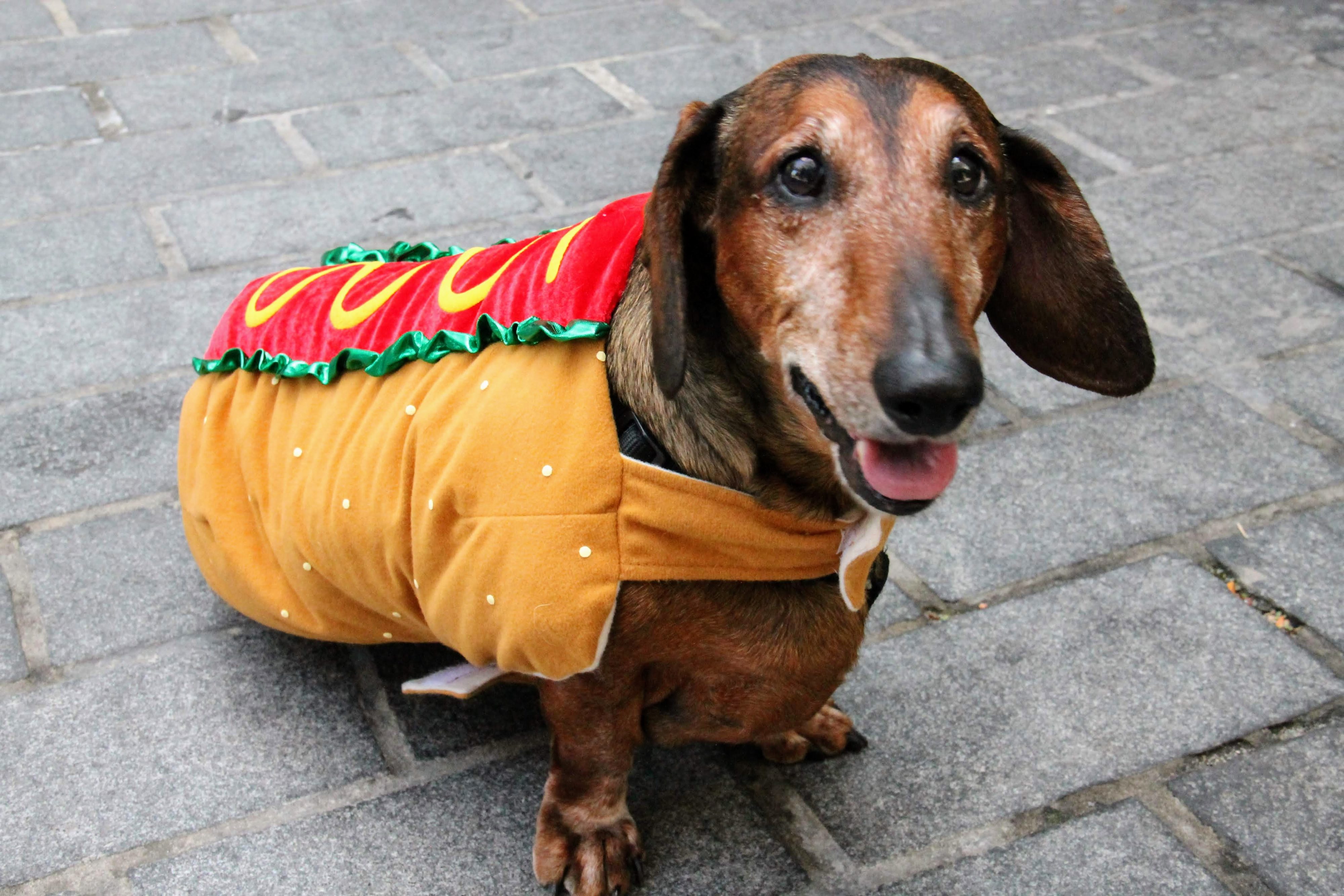 Hot dog! Photo courtesy of the Wharf. 