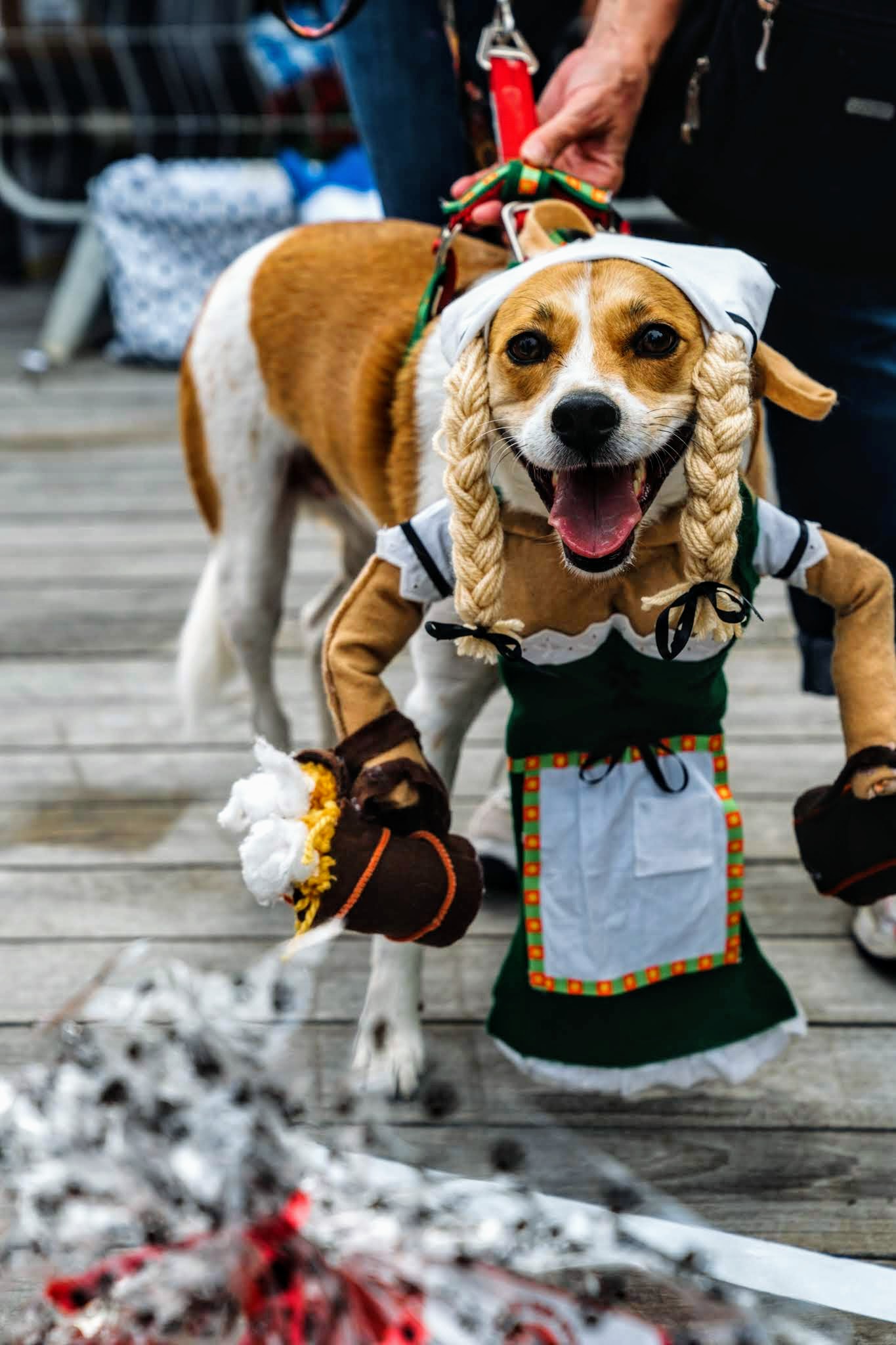 An on-theme pup at last year's race. Photo courtesy of the Wharf. 