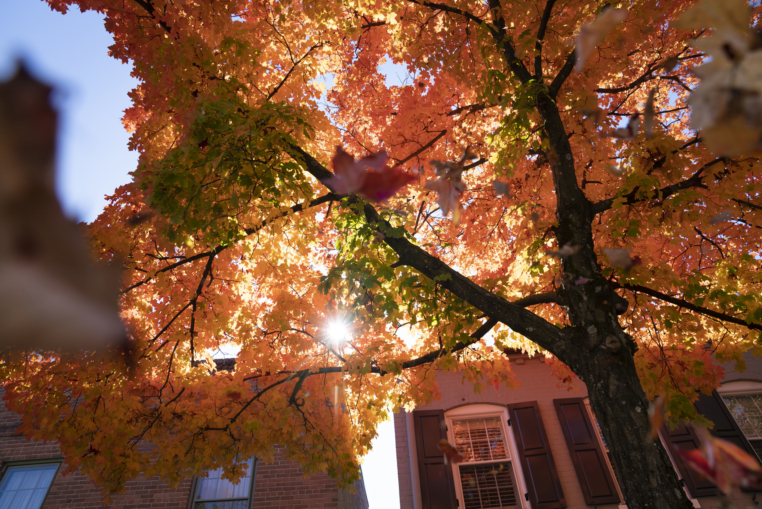 20221018_DavidAndrews_FallFoliage_Leaves_Georgetown_DLA02245_2500 - Washingtonian