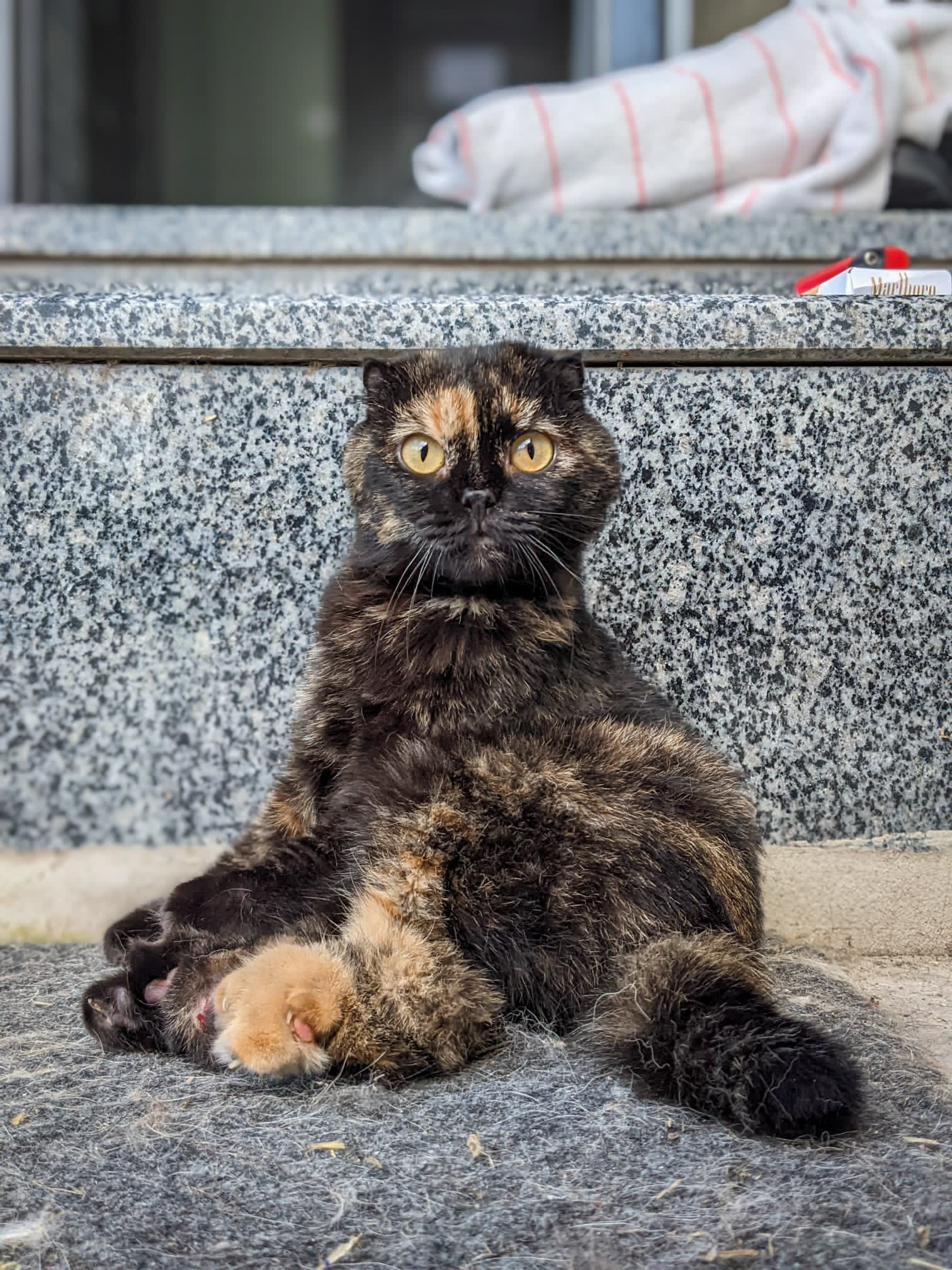 Gizmo the cat sitting on a stoop outside. 