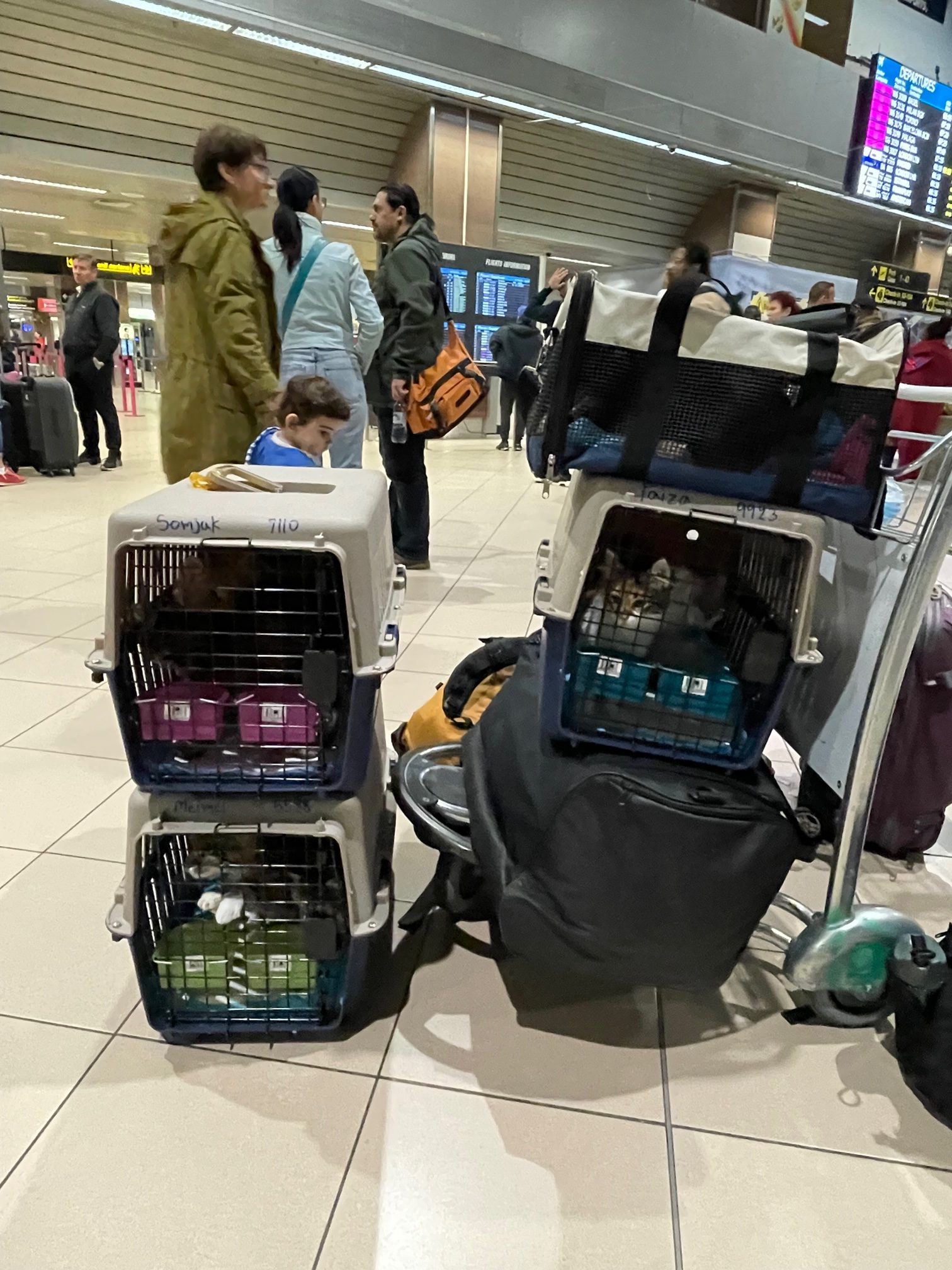Eight cats in carriers in the airport.