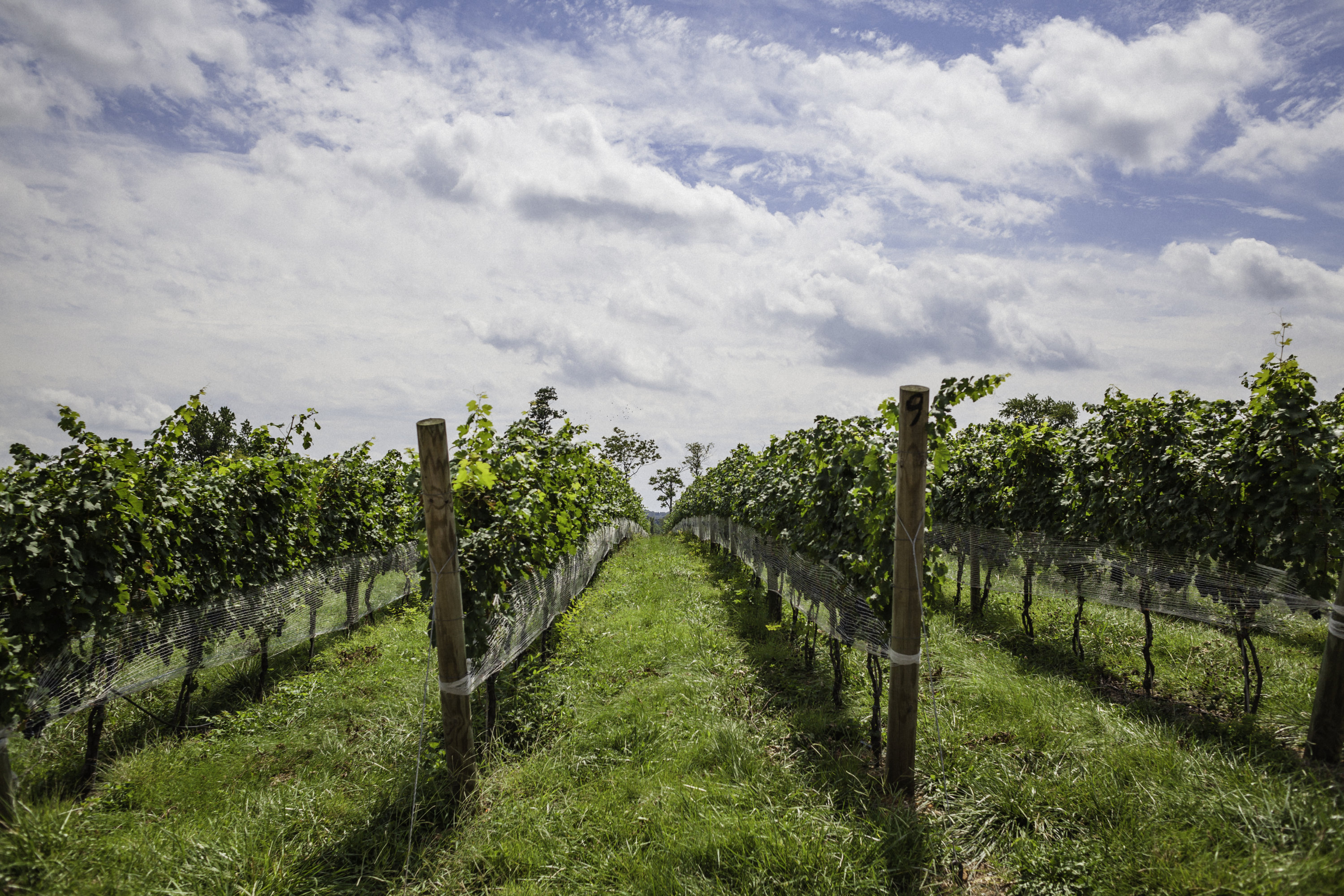 Rappahannock Cellars_Best for Holiday Sparkling - Washingtonian
