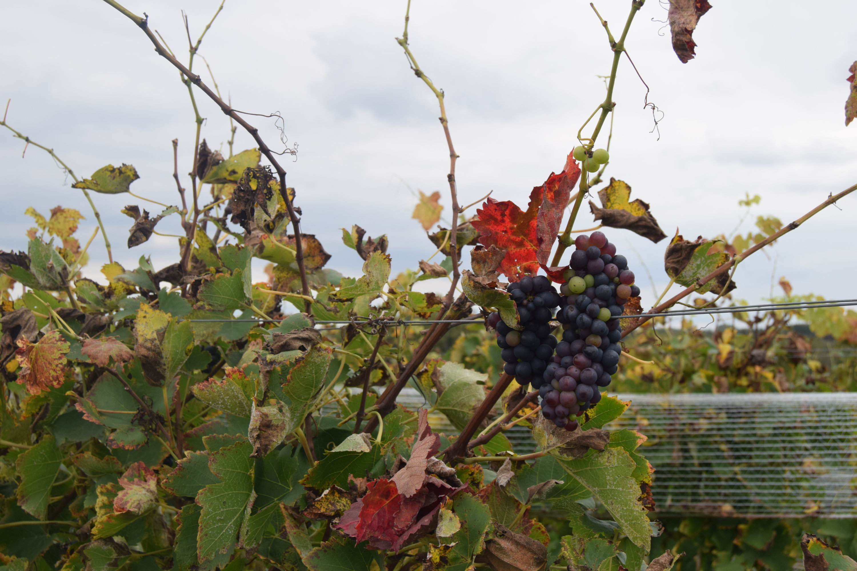 grapes fall - Washingtonian