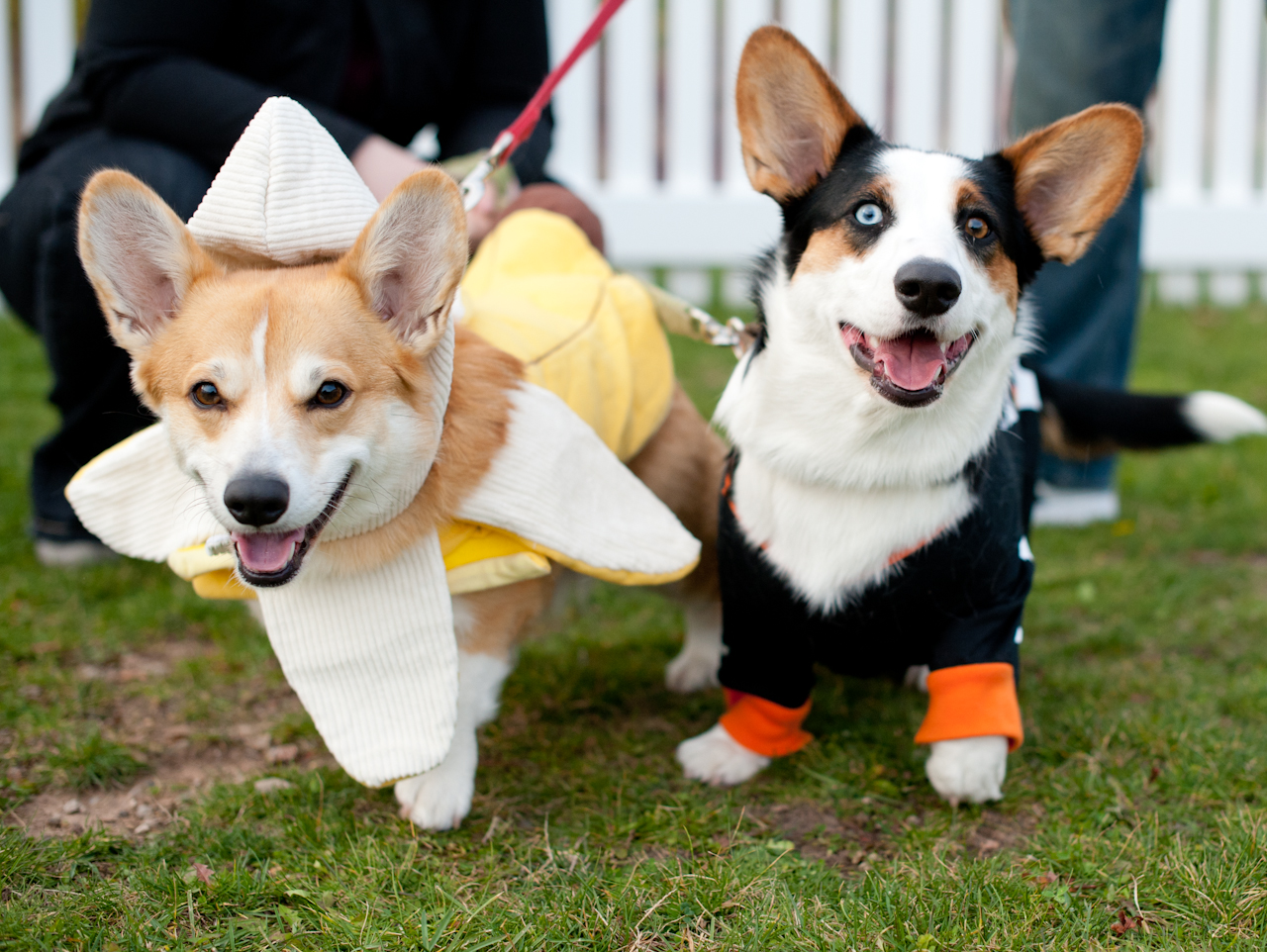 halloween dogs 2 - Washingtonian Photograph by Monty Montgomery/Flickr
