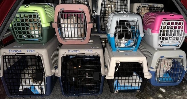 Eight cats in carriers being transported back from Ukraine.