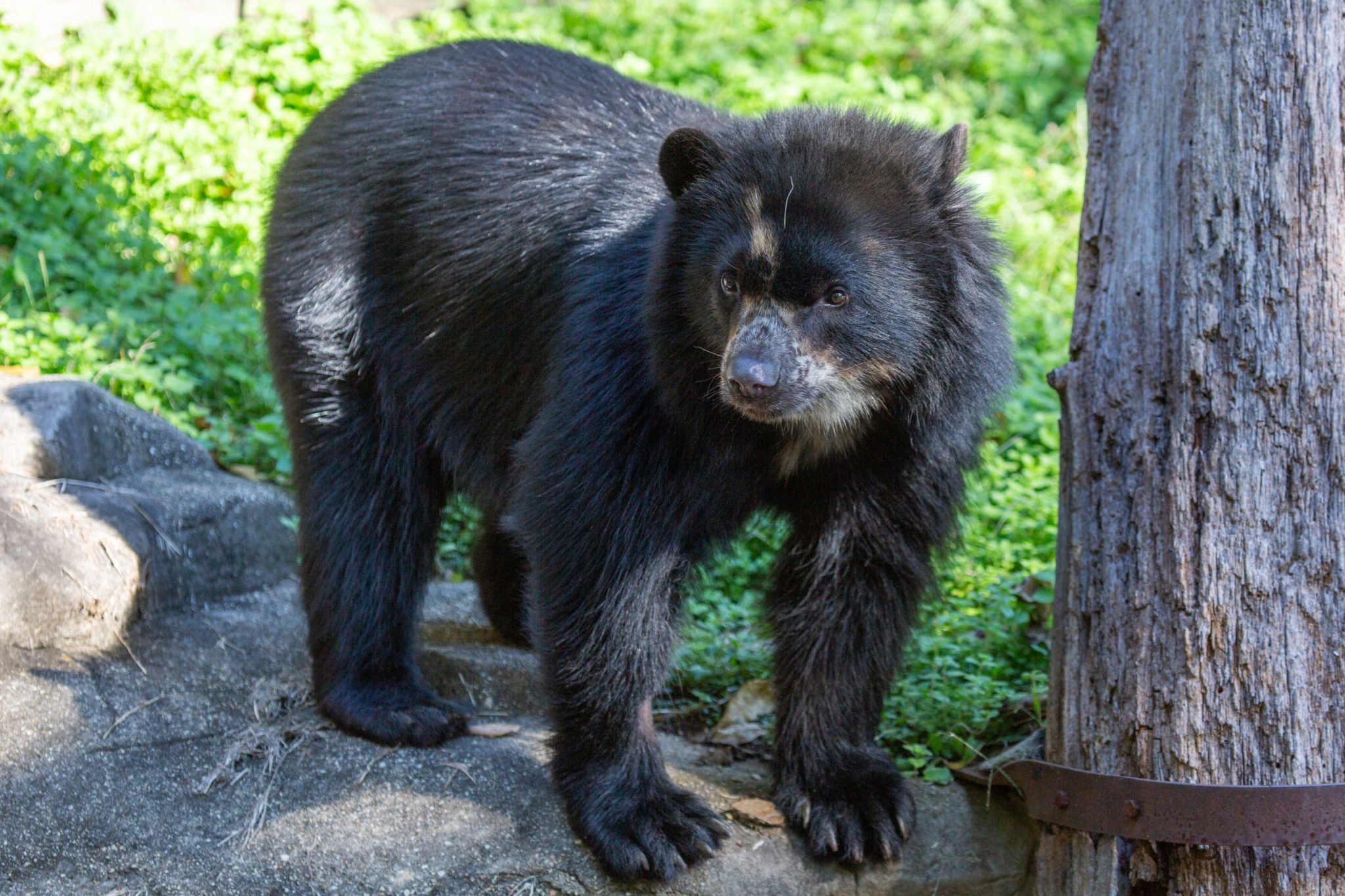 New Andean Bear Cubs Born at the National Zoo