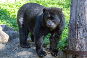 Baby Animal Alert! Two Andean Bear Cubs Were Born at the National Zoo.