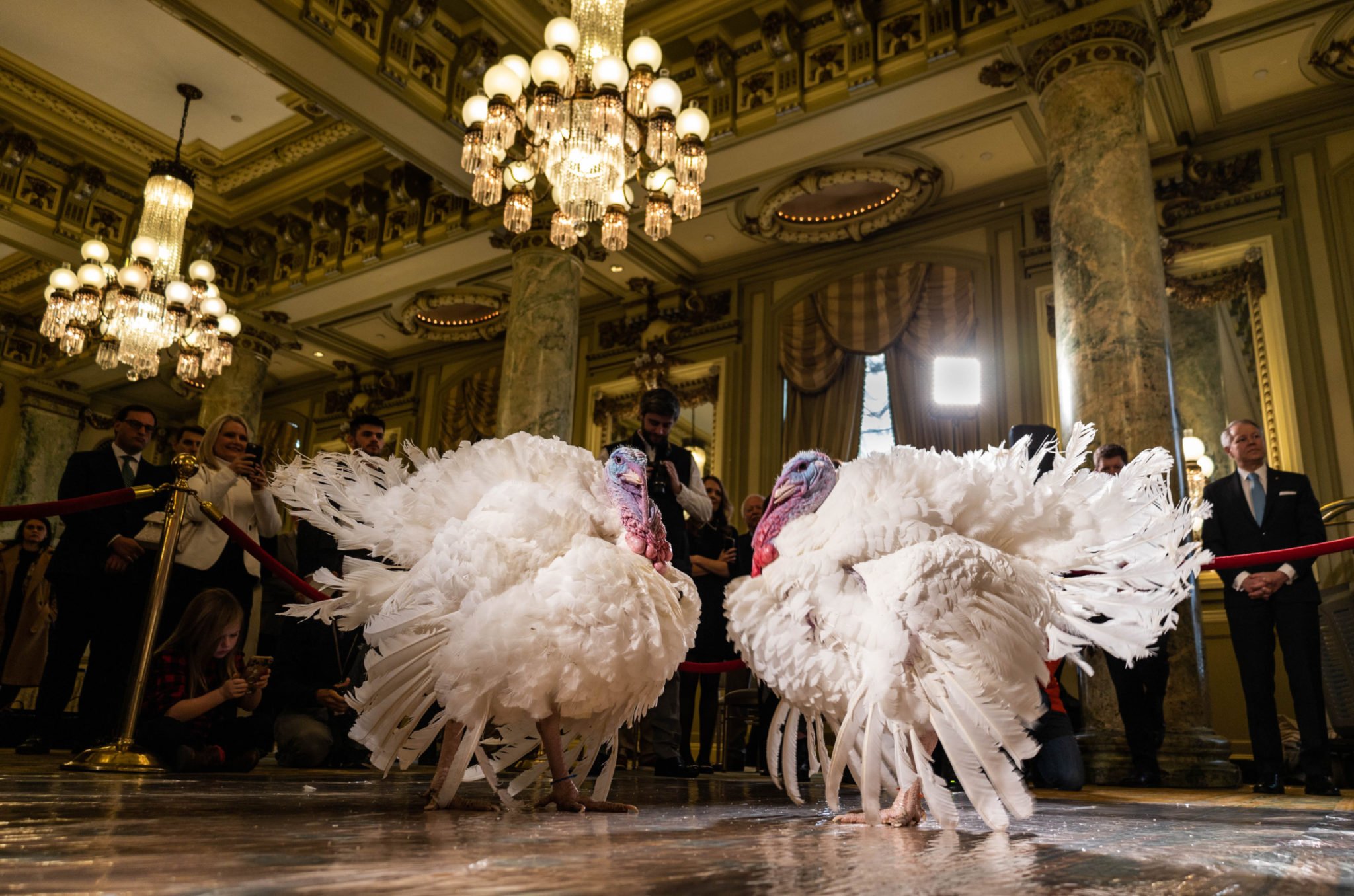 Two turkeys posing at a press conference