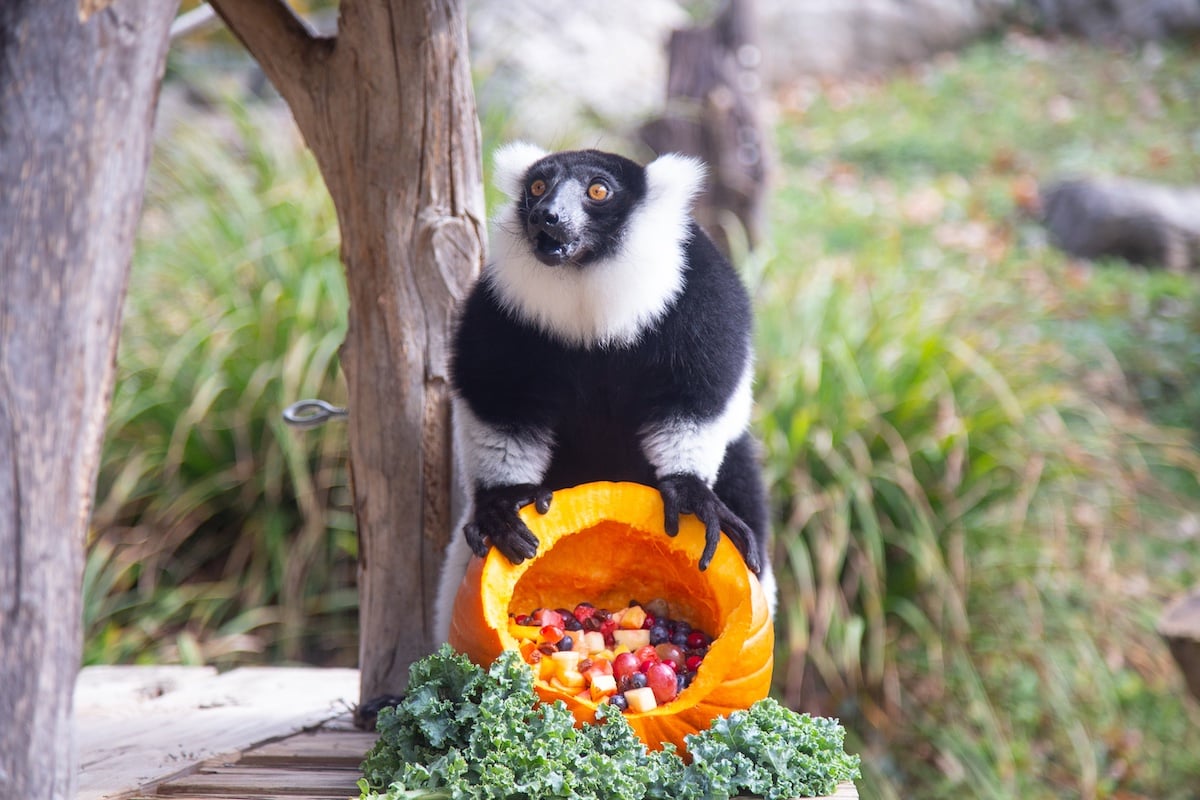 National Zoo Birthday Cakes