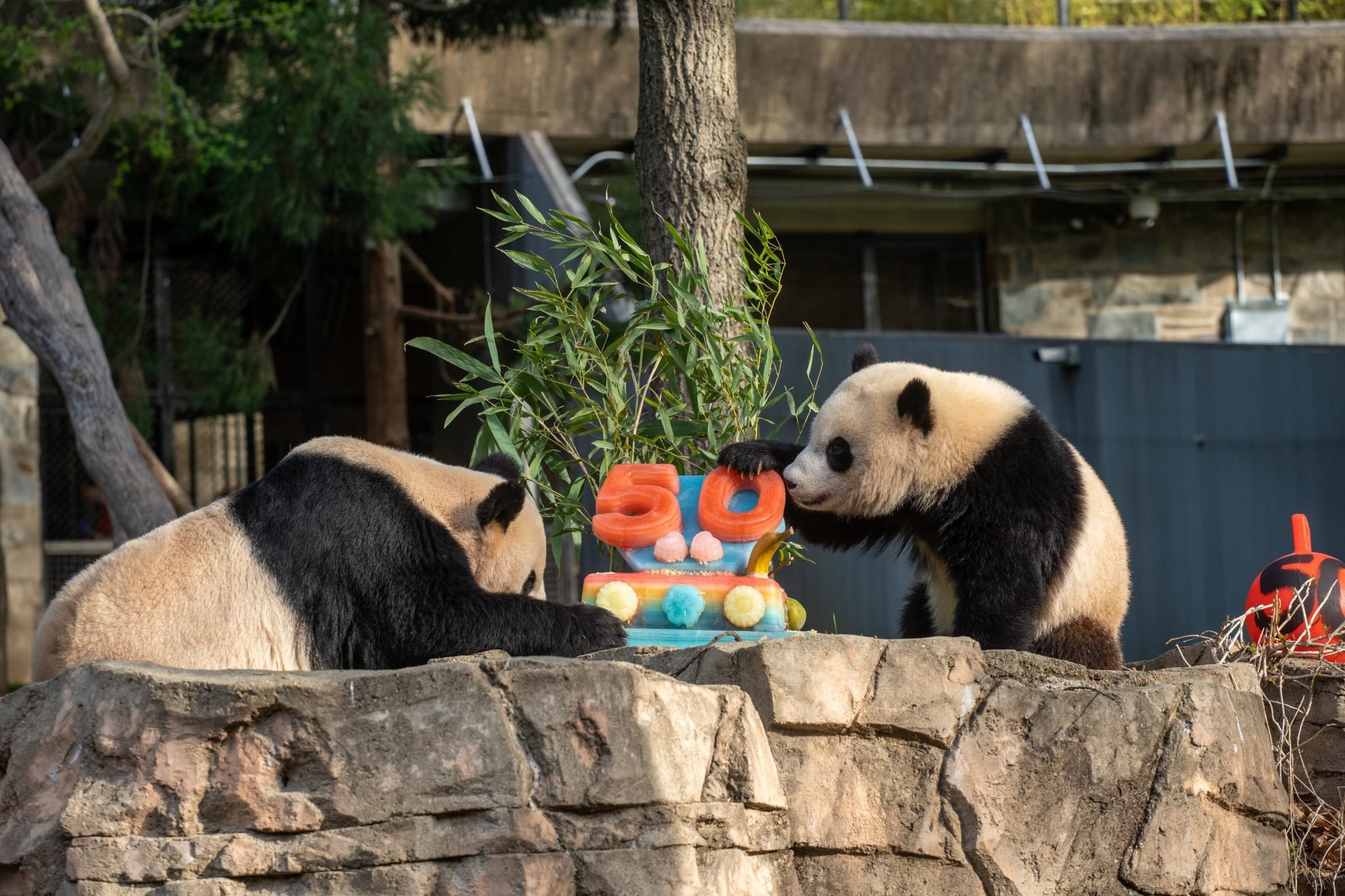 Check Out the Crazy Holiday Cakes Made for Animals at the National Zoo