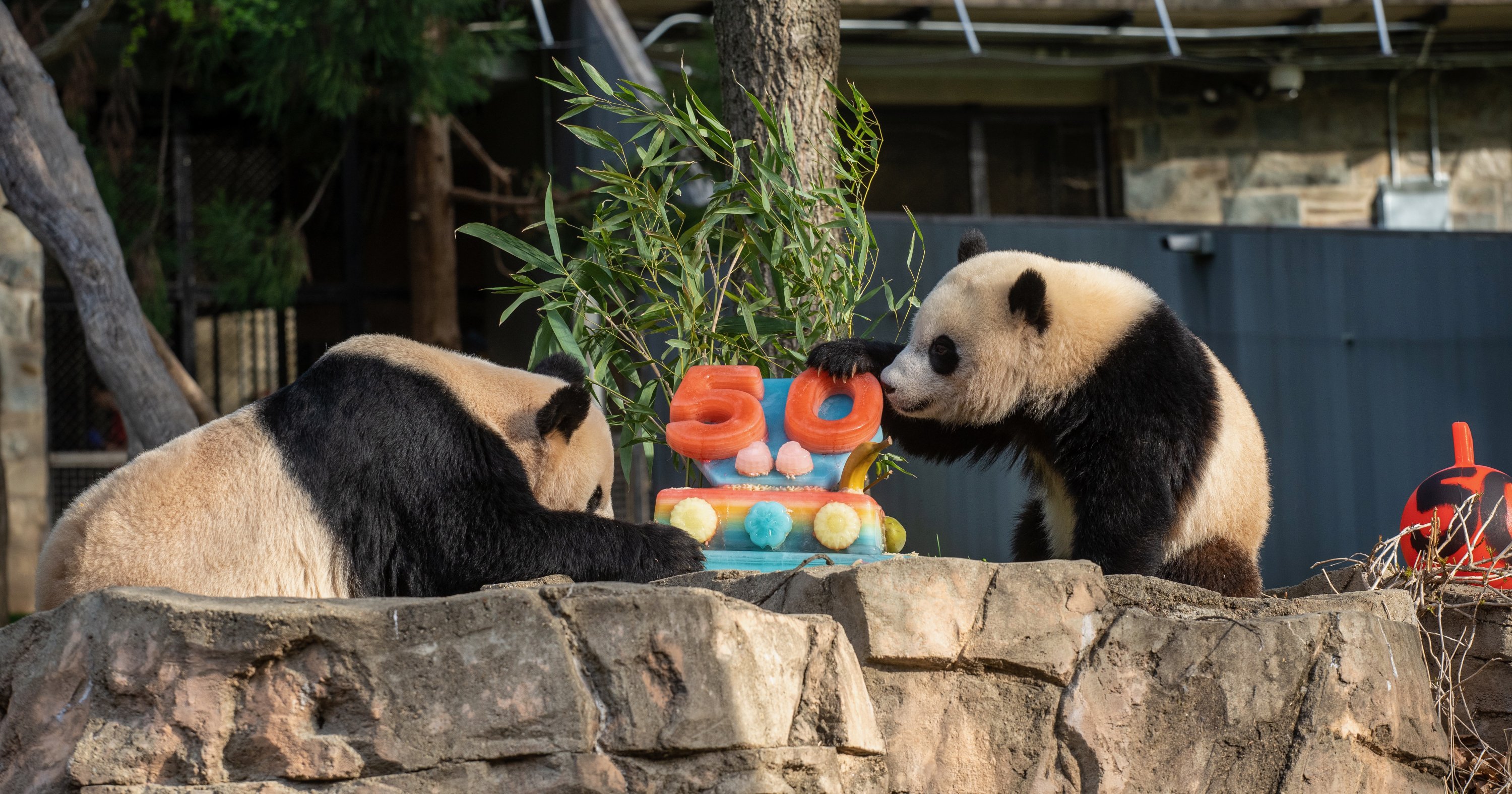 Holiday Cakes for Animals at DC's National Zoo Holiday Cakes for Animals at DC's National Zoo