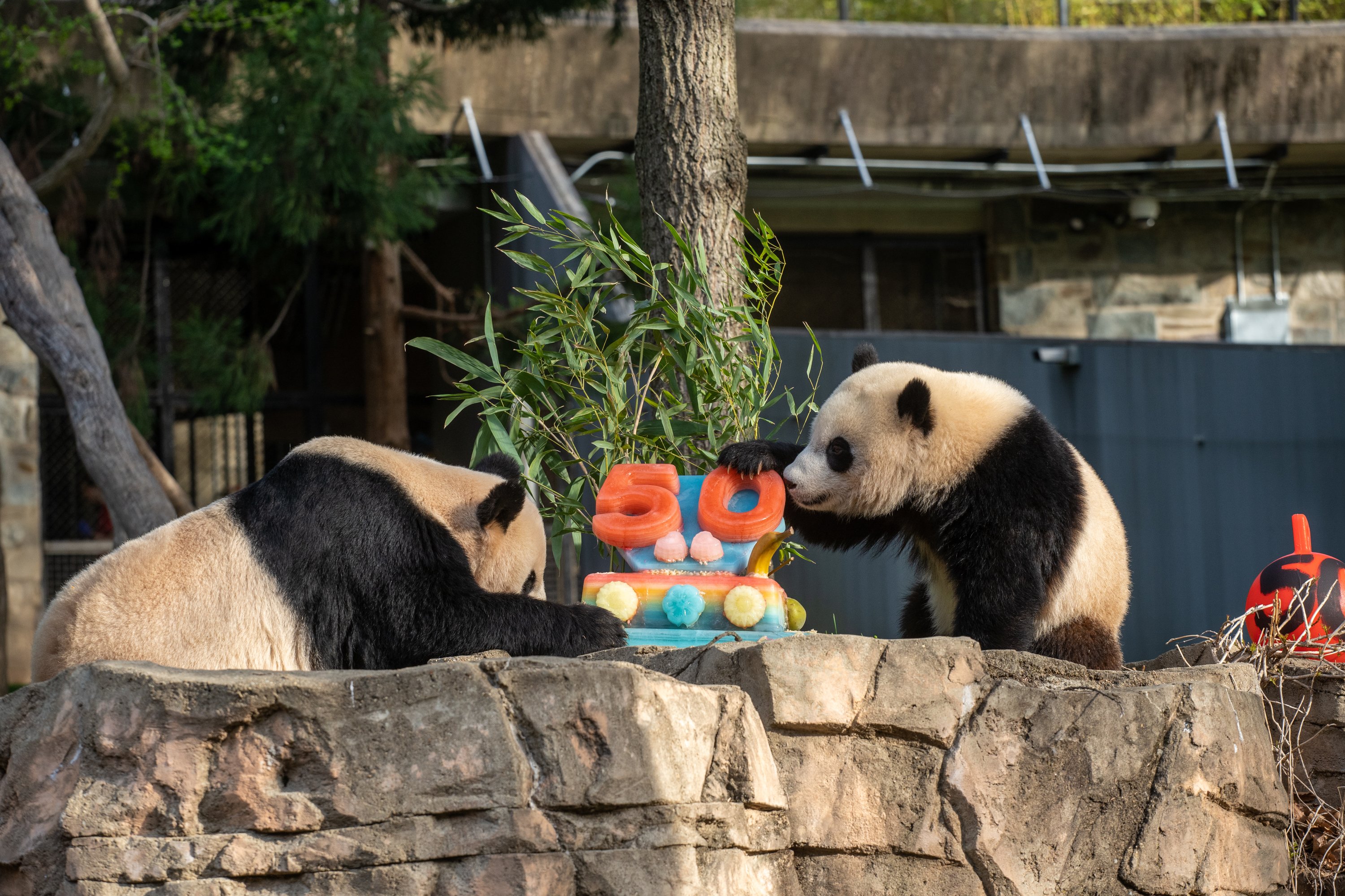 Holiday Cakes for Animals at DC's National Zoo