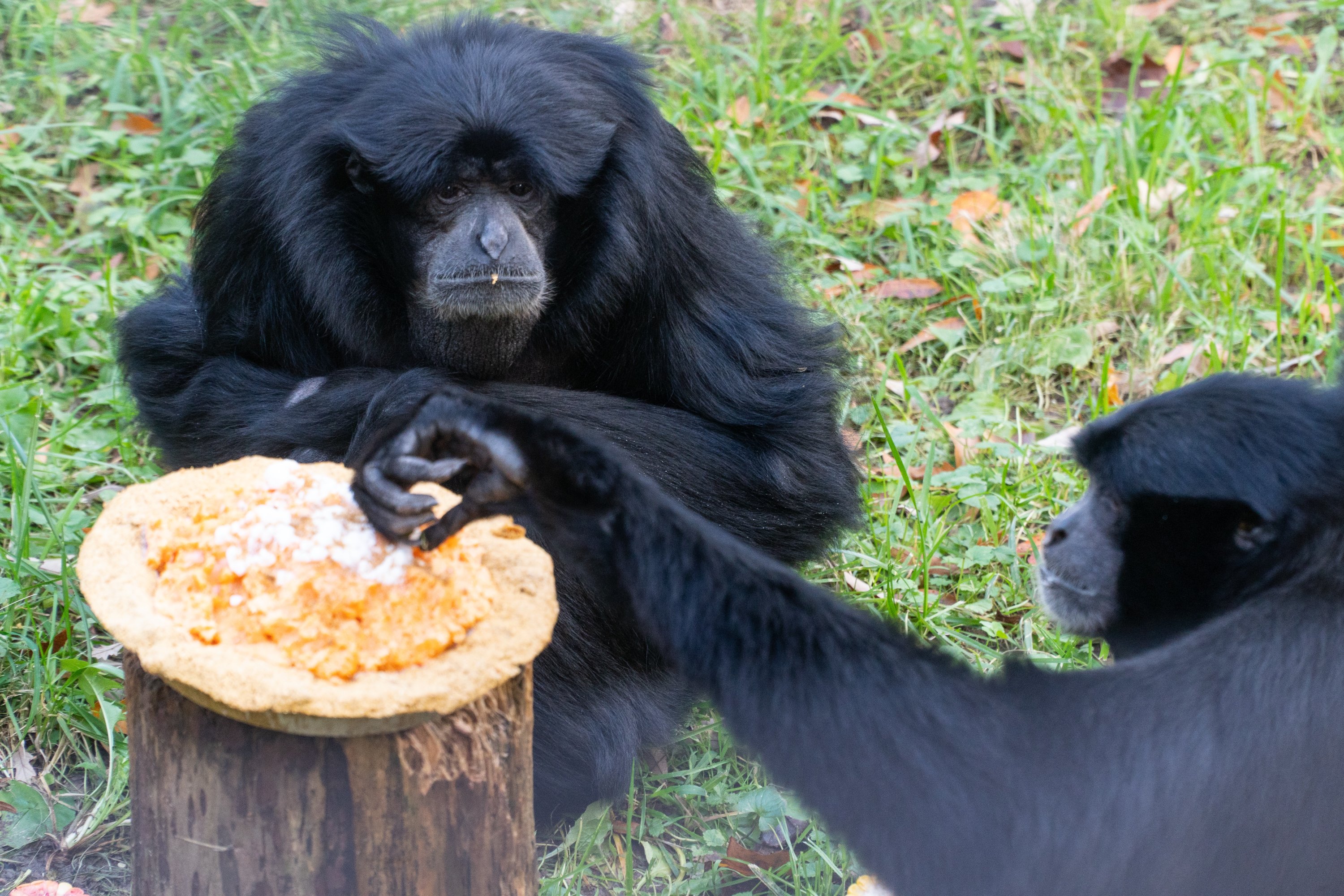 Holiday Cakes for Animals at DC's National Zoo