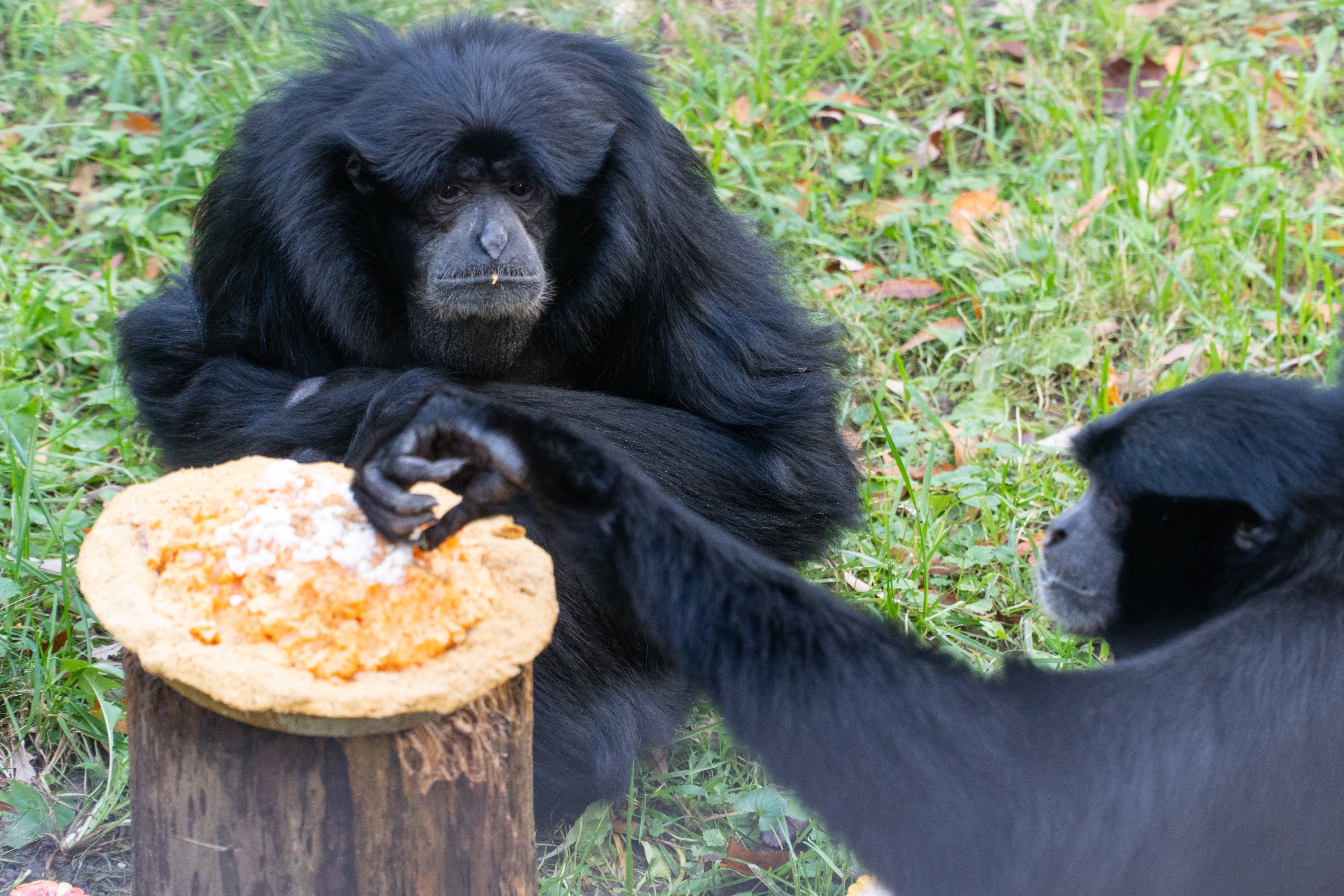 Zoo Animal Birthday Cake