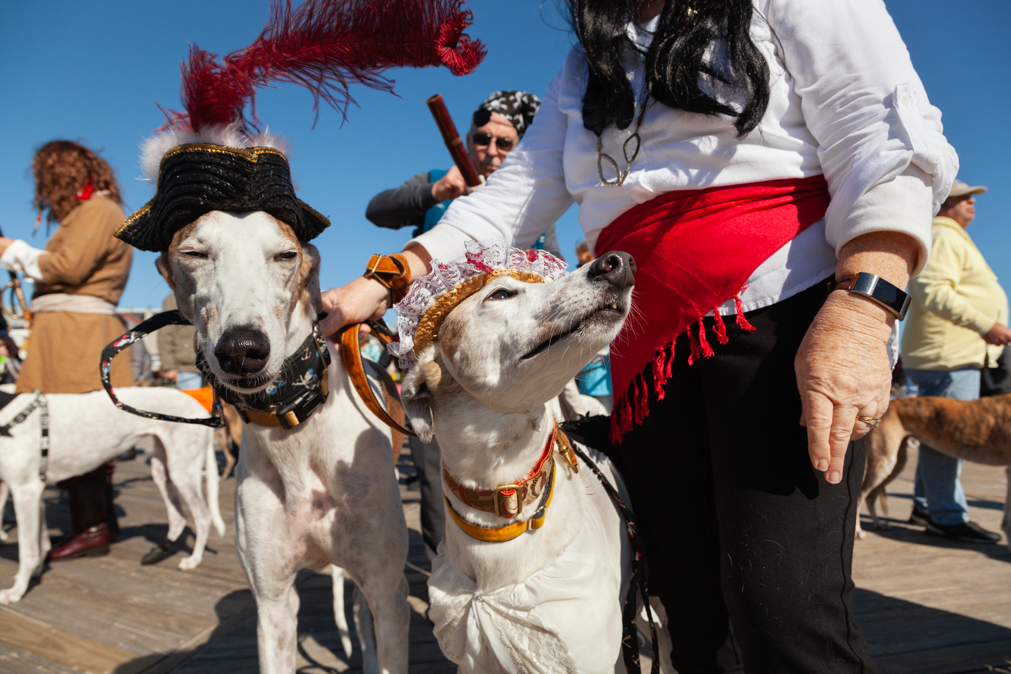 Six Times Greyhounds Wore Sweaters Better Than You