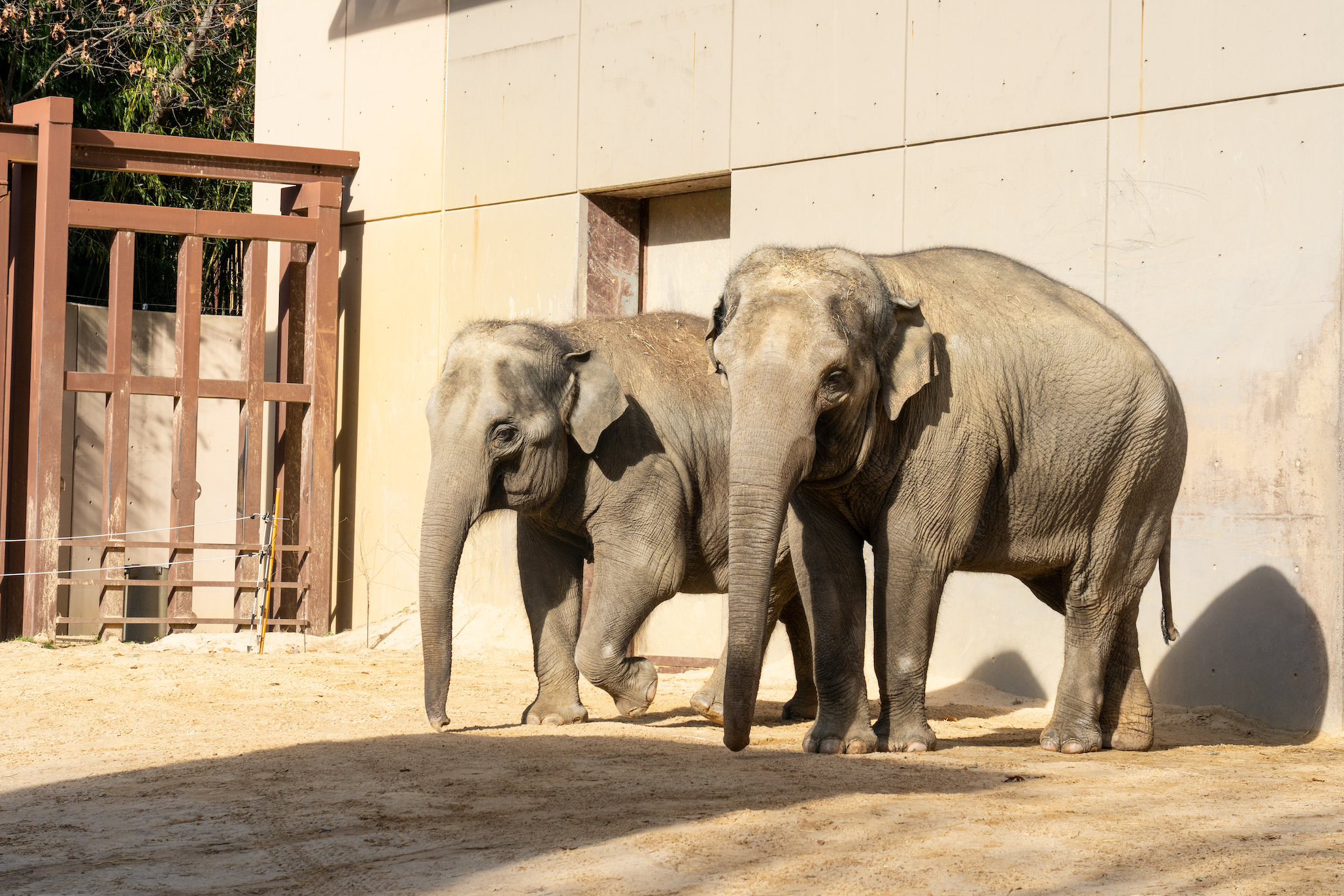 National Zoo New Elephants