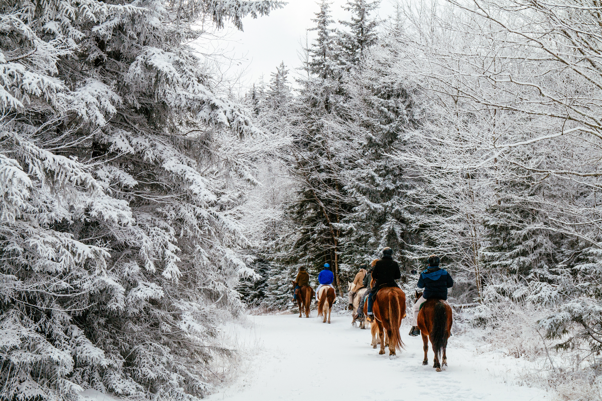 Snowshoe-Horseback-Riding