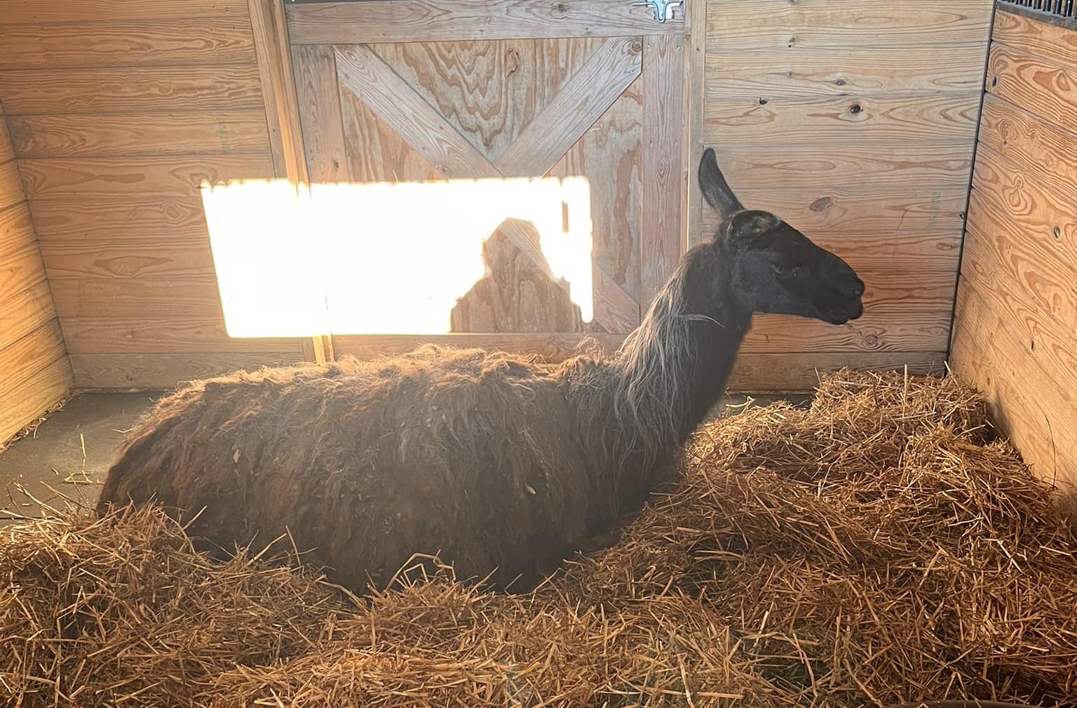 llama thumbnail - Washingtonian