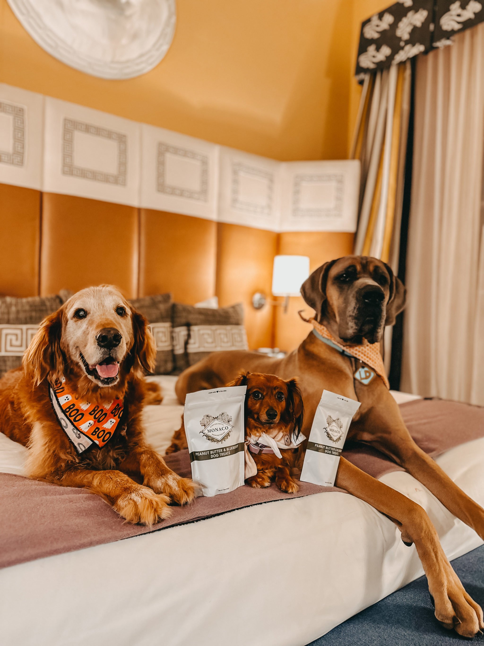 These Are the Best Pet-Friendly Hotels in the West with Amazing