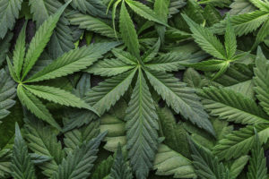 Weed in the DMV: The Latest Laws