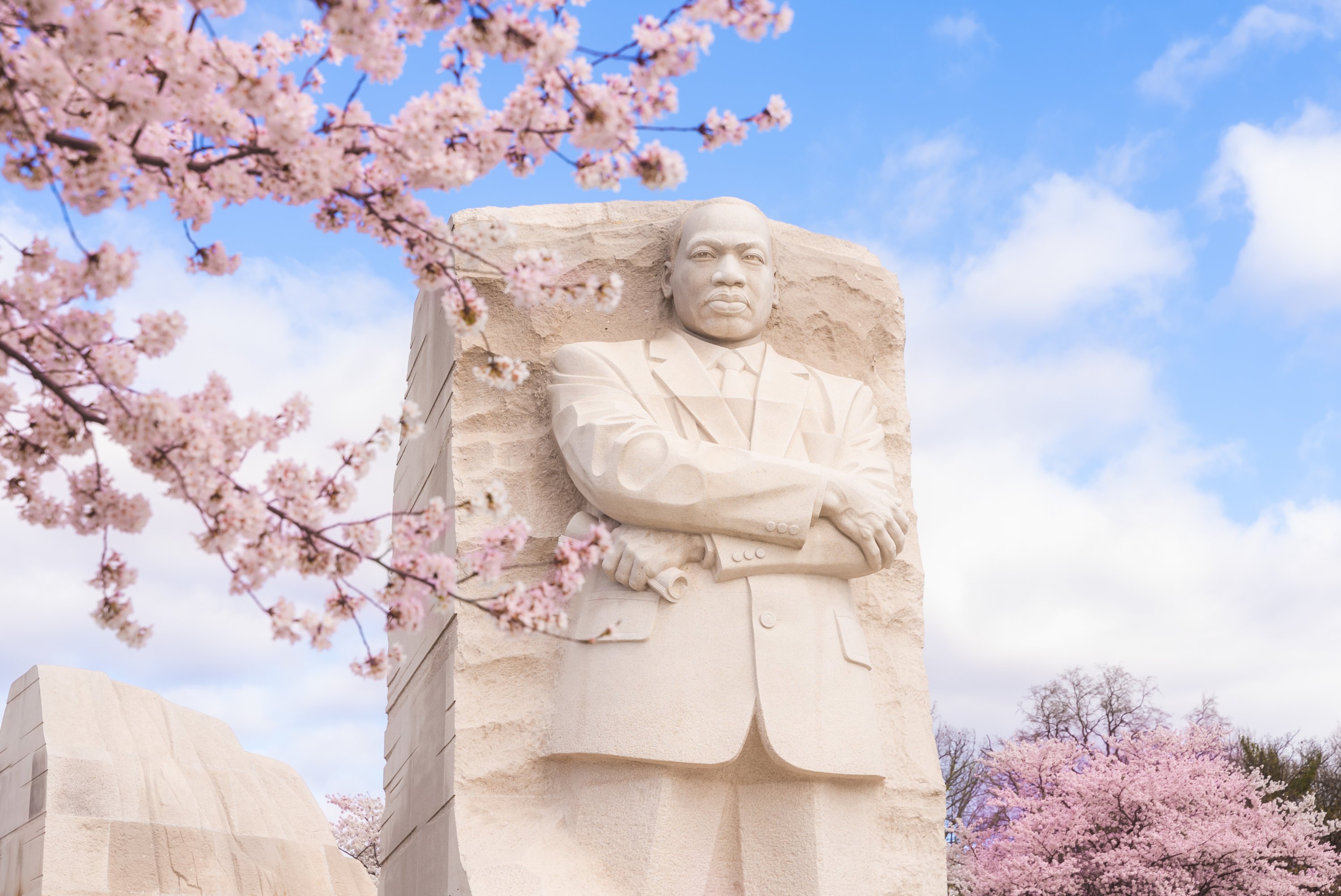 CherryBlossoms_20220323_1 - Washingtonian