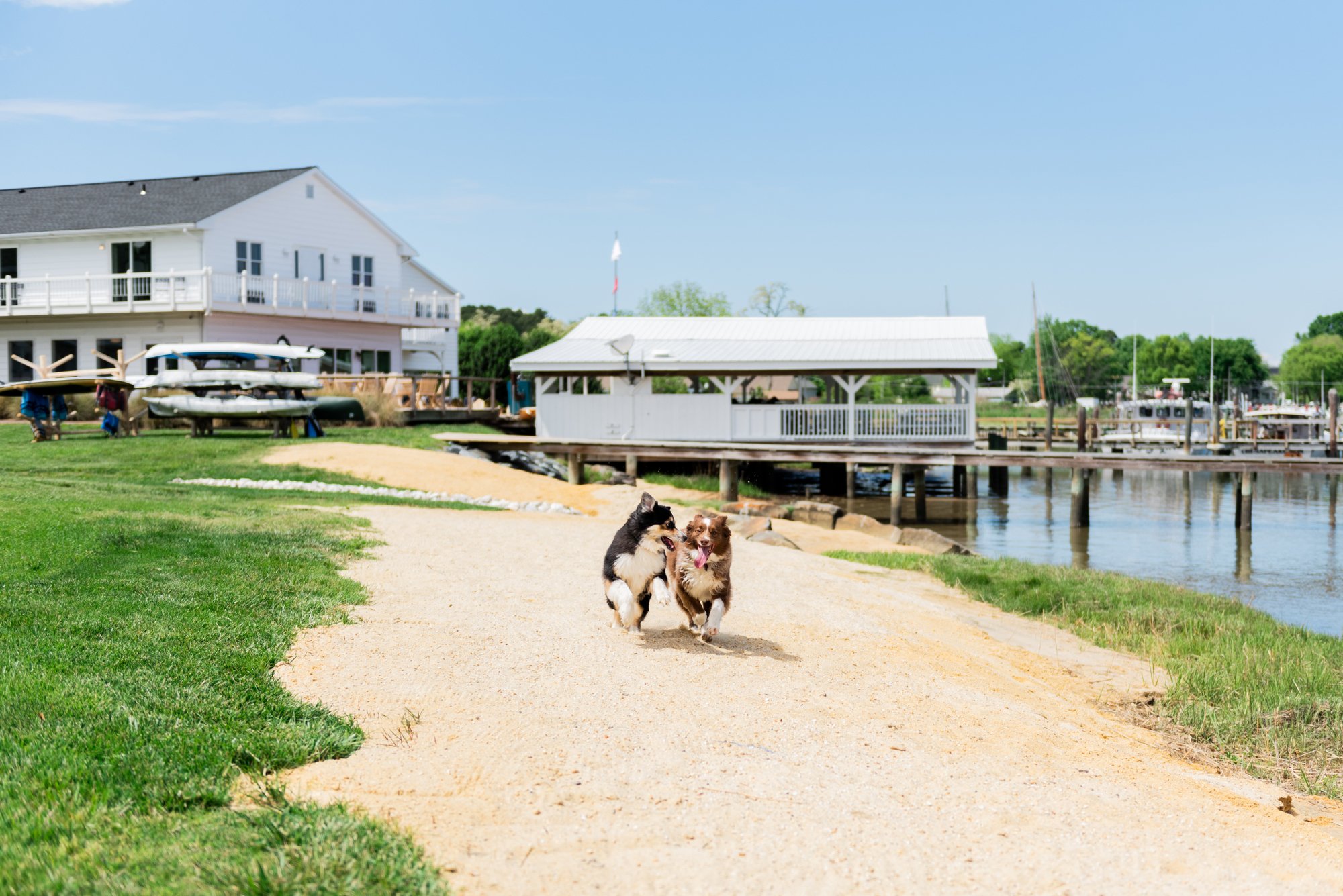 Dog-Getaway-Featured - Washingtonian