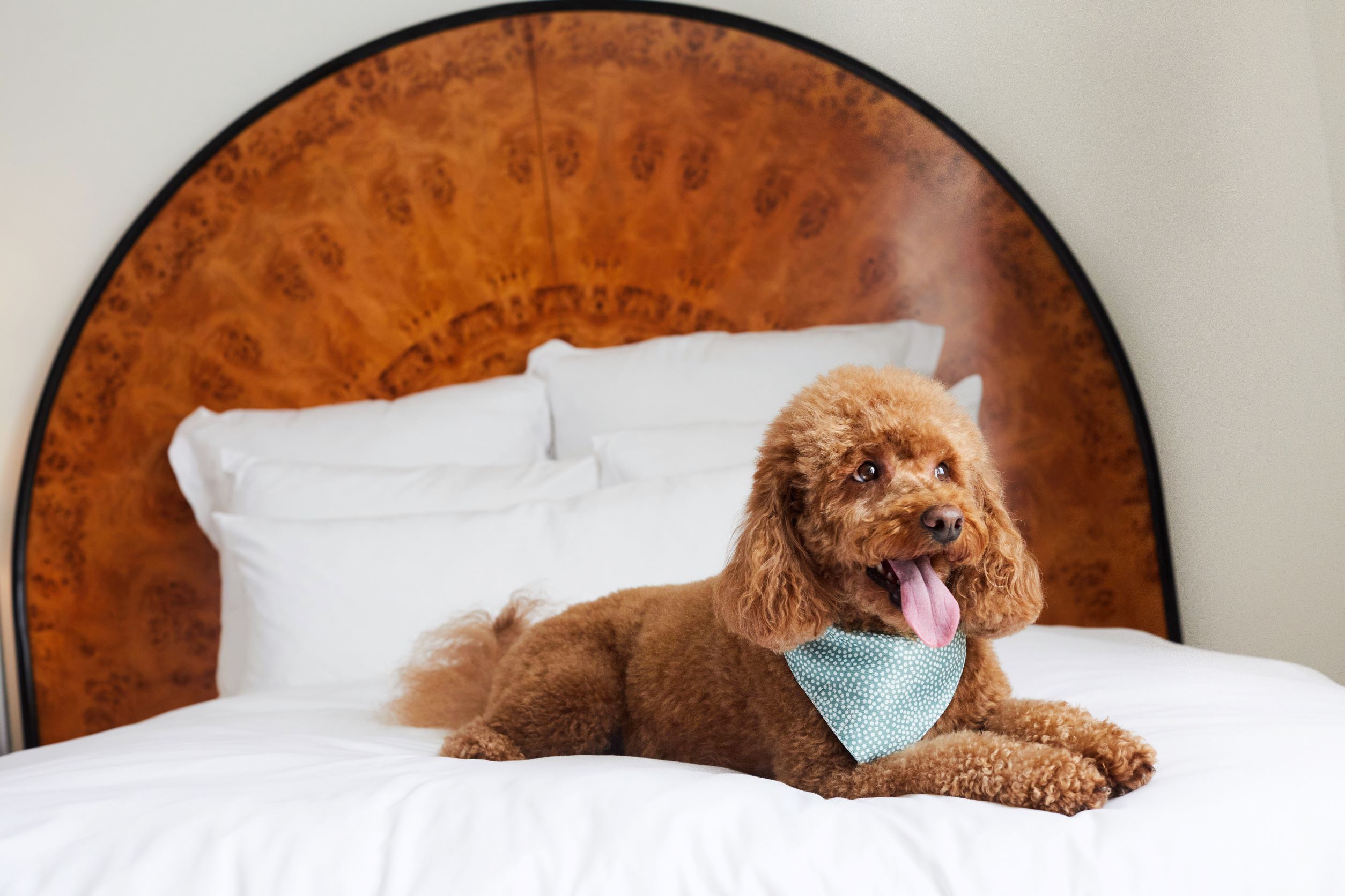 Best pet-friendly hotels in Washington, DC