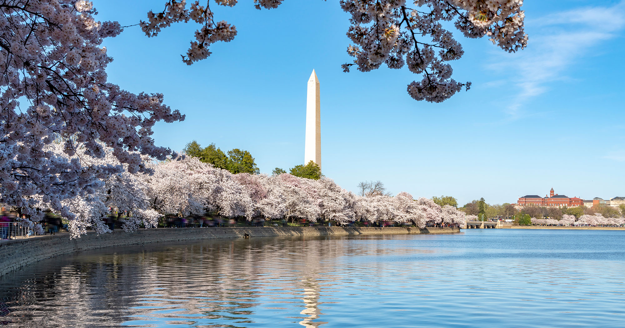 One Woman's Quest to Bring Cherry Blossoms to DC - Vimarsana News