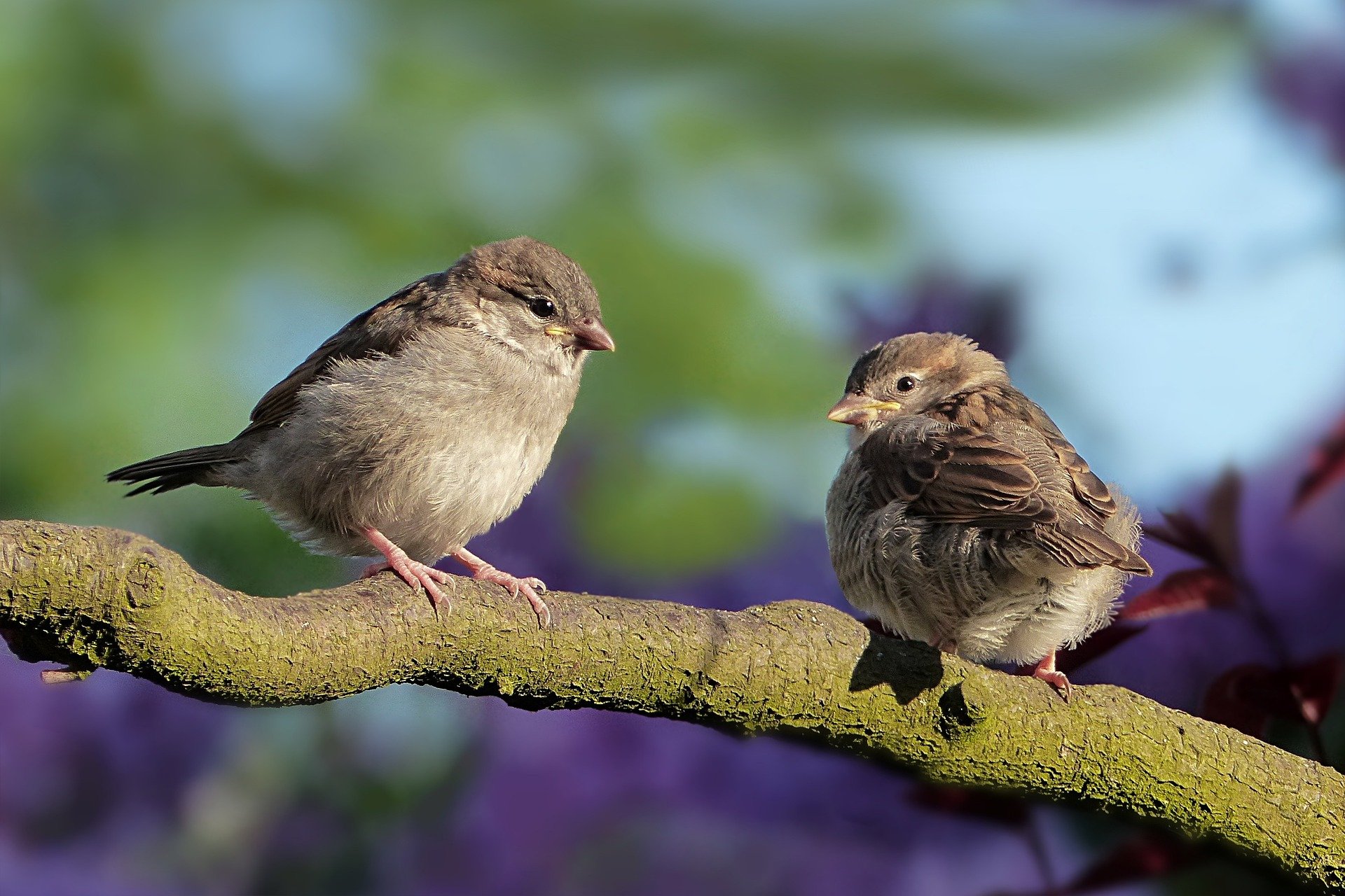 Green Birds Aren't Really Green - JSTOR Daily