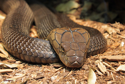 Lost Florida Cobra Remains at Large