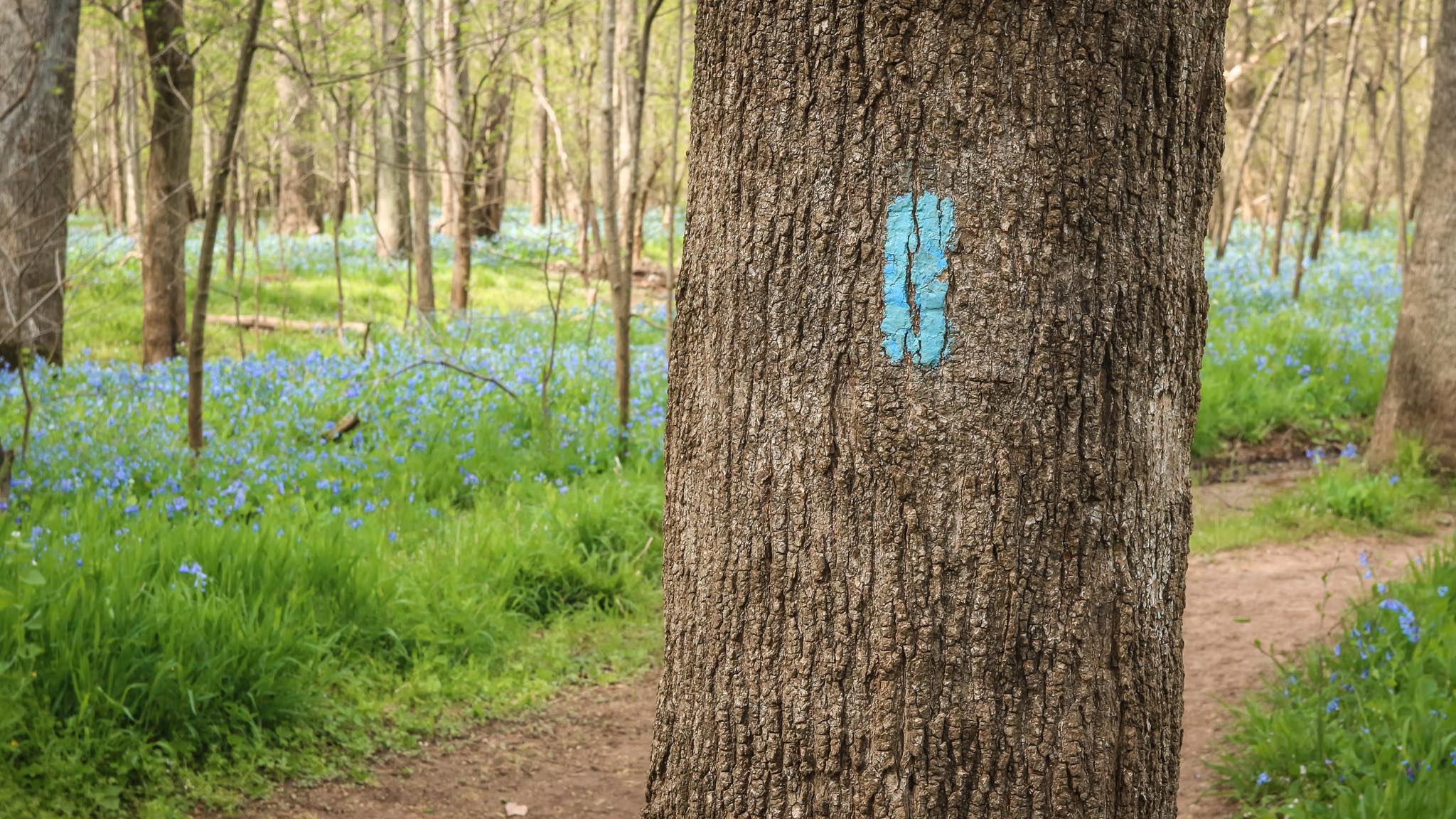 Bluebell2 - Washingtonian Photo courtesy of Matt Felperin.