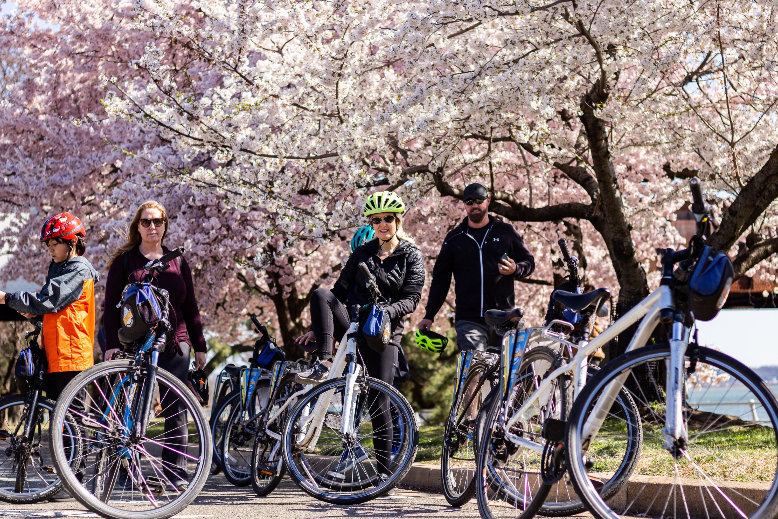 Cherry Blossom 1 - Washingtonian
