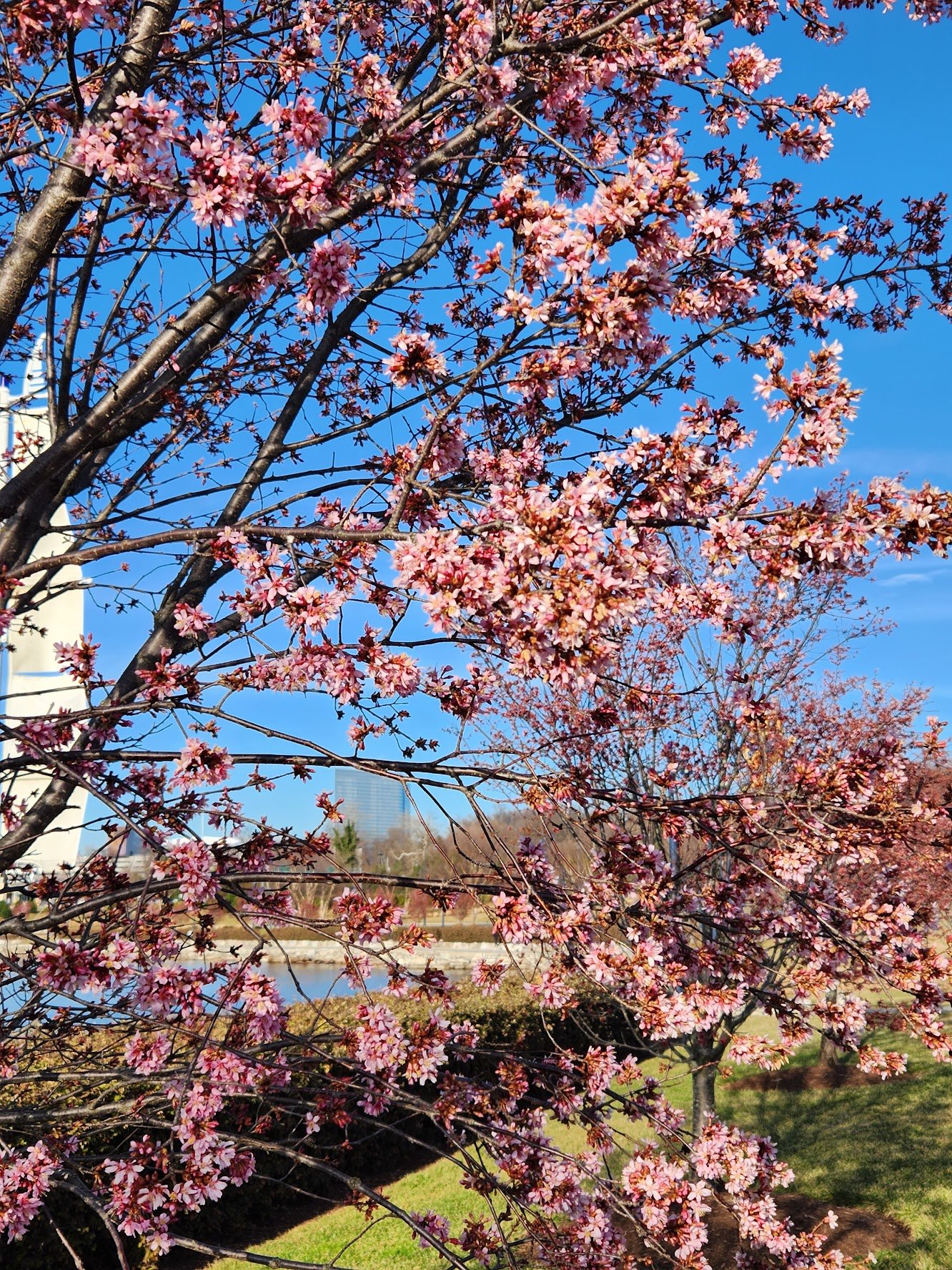 Cherry blossoms at National Harbor. Photo courtesy of National Harbor. 