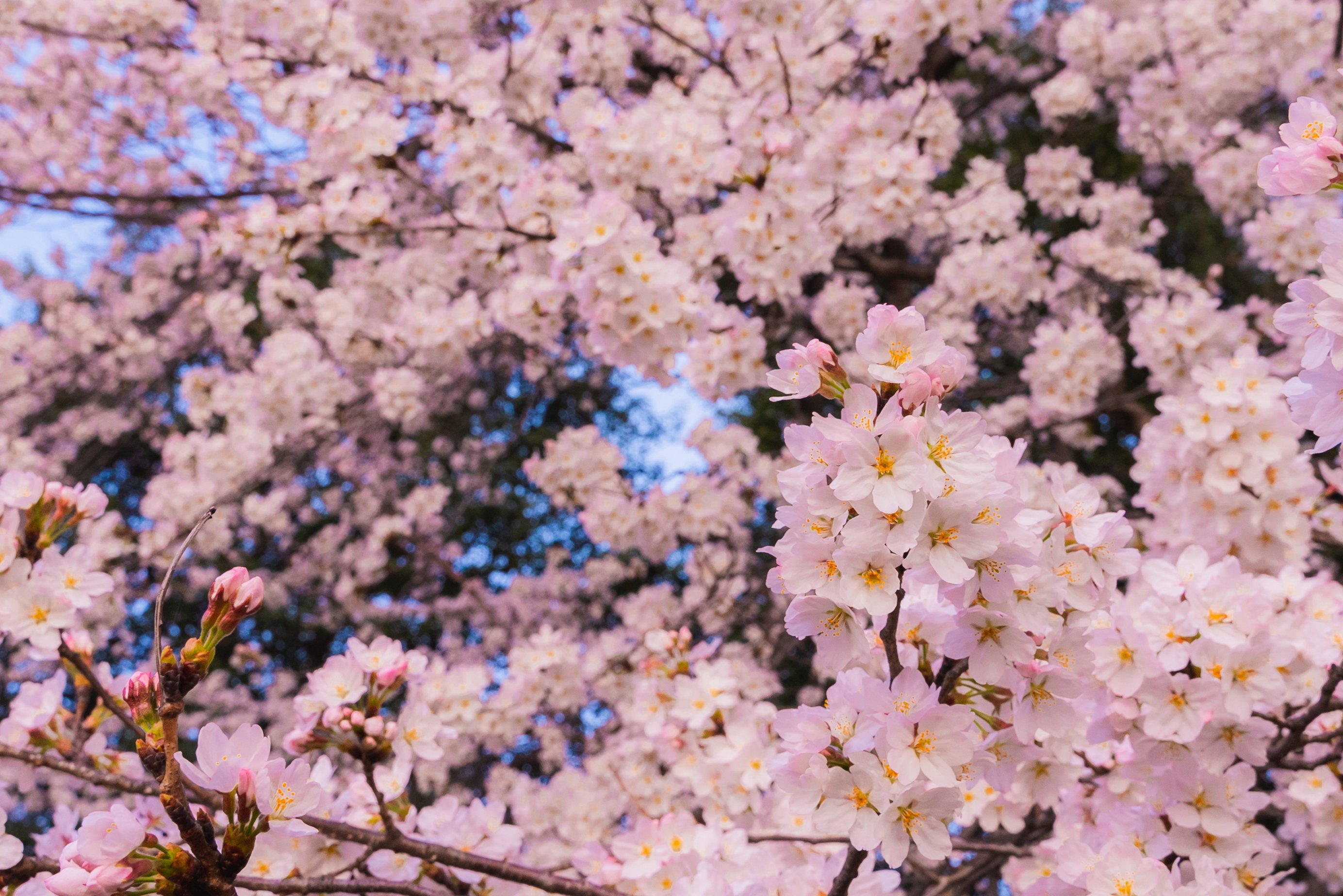 Cherry blossoms. Photo courtesy of Washington.org. 