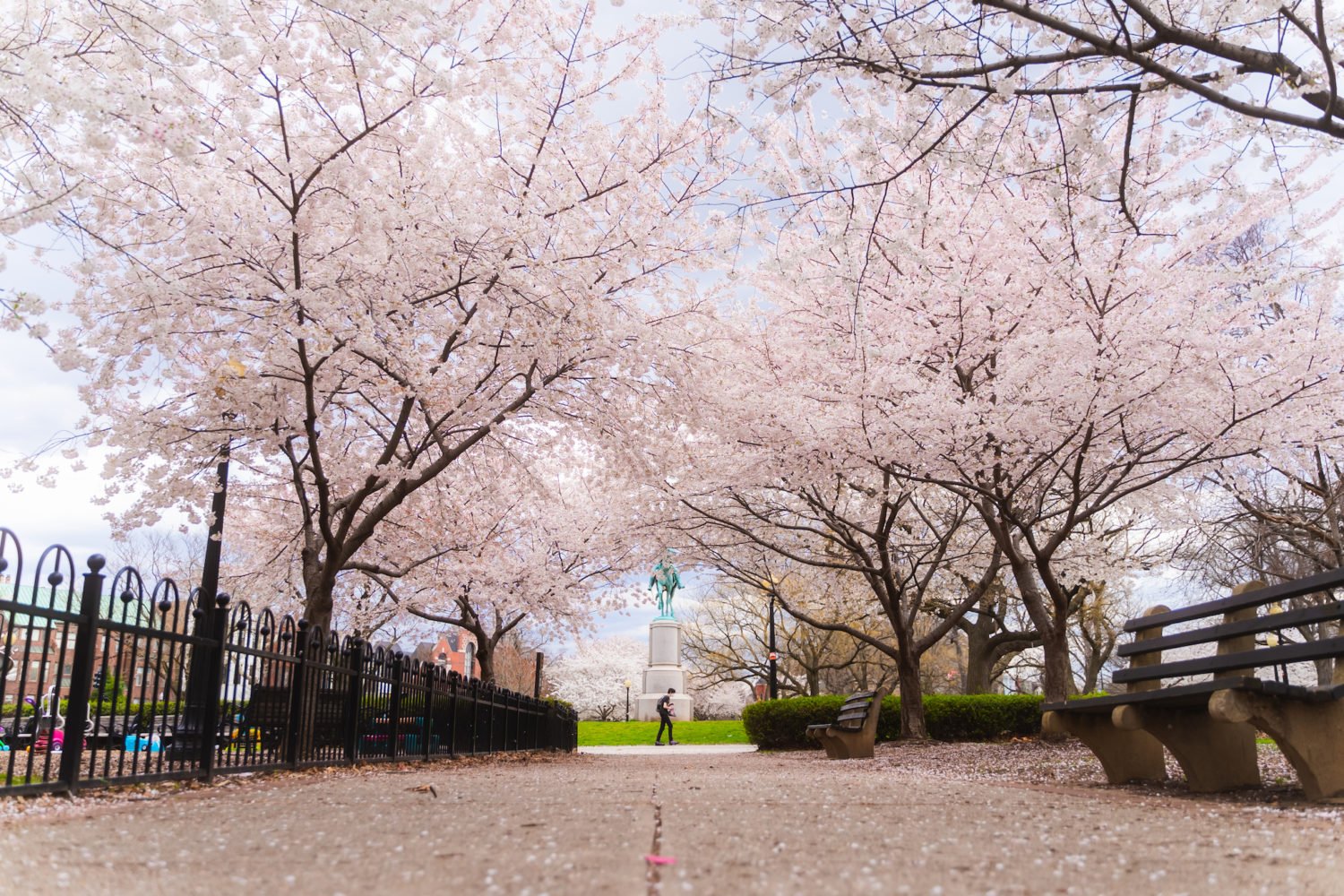 Cherry blossoms in Stanton Park. Photo courtesy of Washington.org.