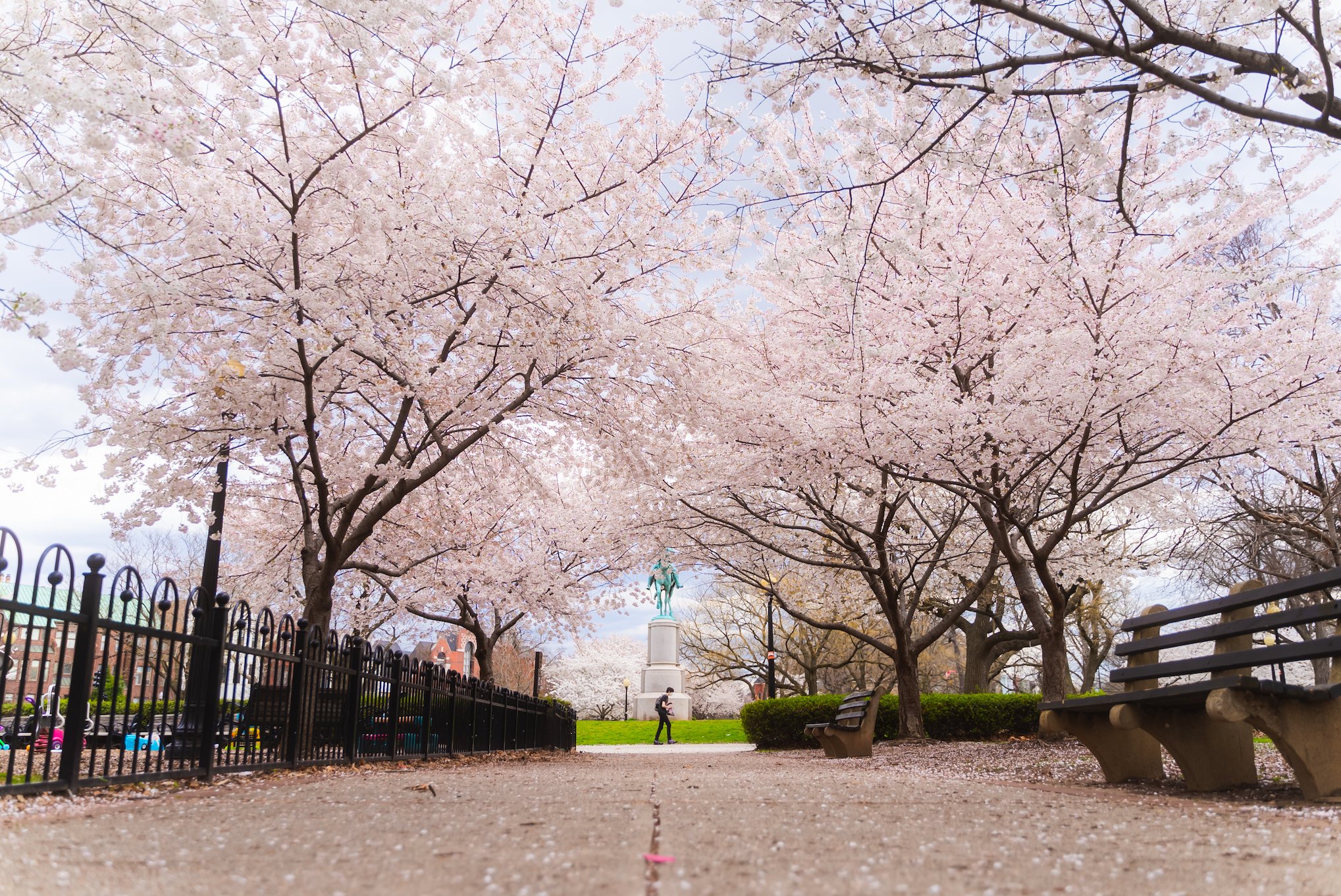 Cherry blossoms in Stanton Park. Photo courtesy of Washington.org.