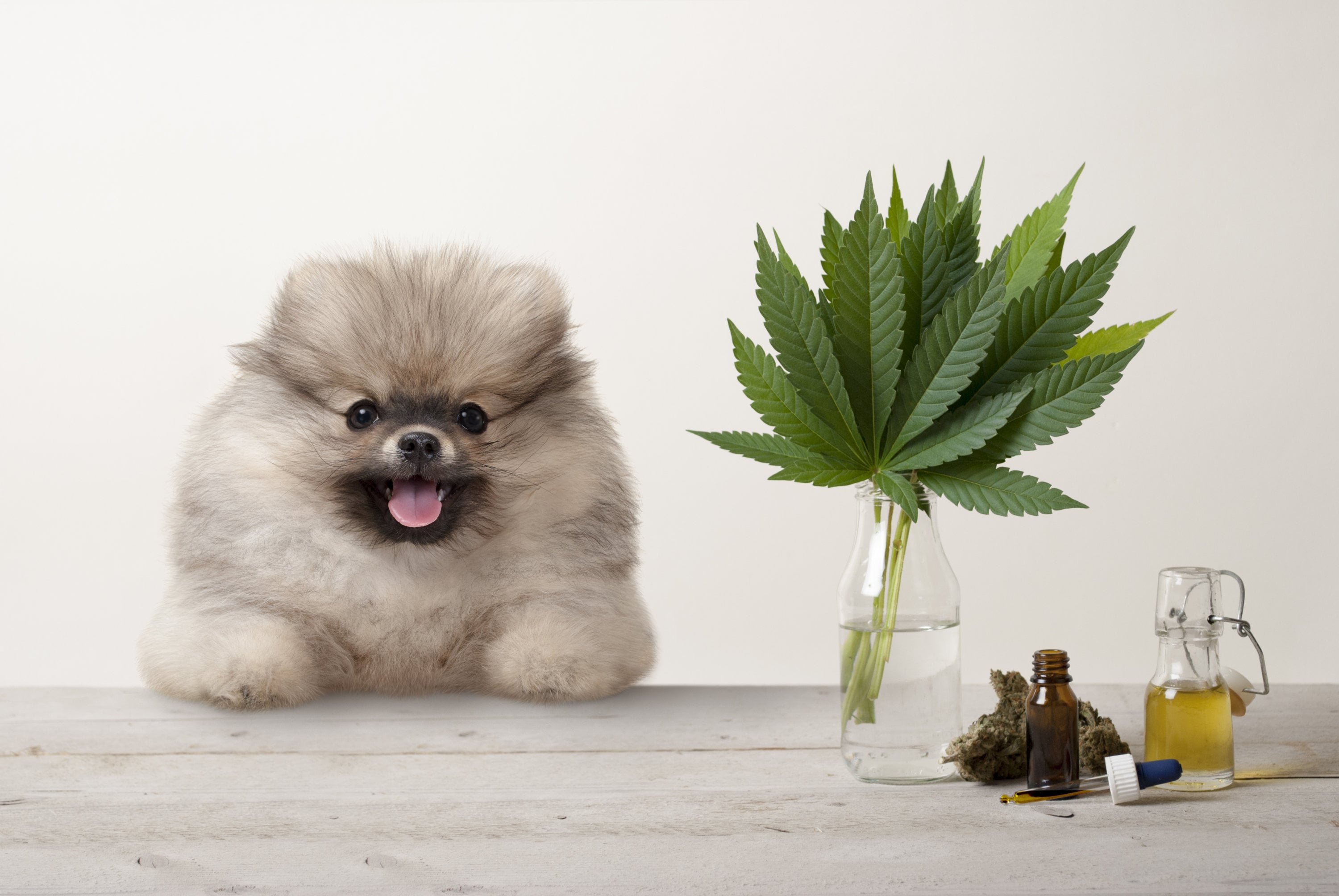 Image showcasing Your Dog Got Into Weed and Got High? Here’s What to Do. - Washingtonian