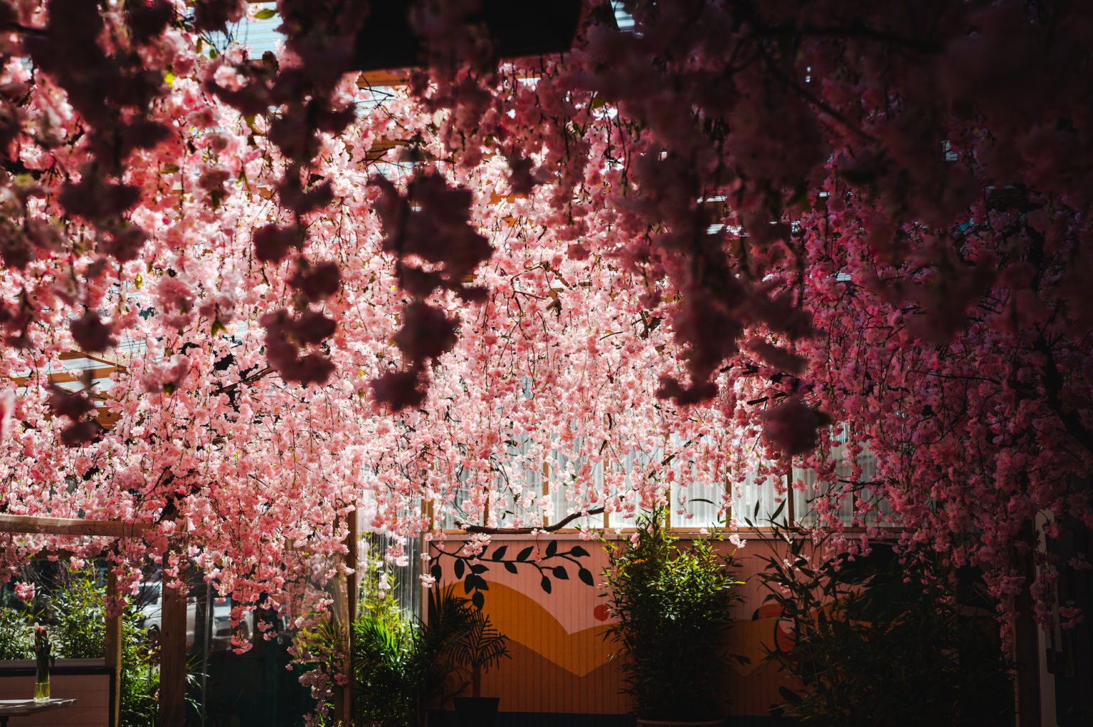 DC Bars With Cherry Blossom Decor dc-bars-with-cherry-blossom-decor